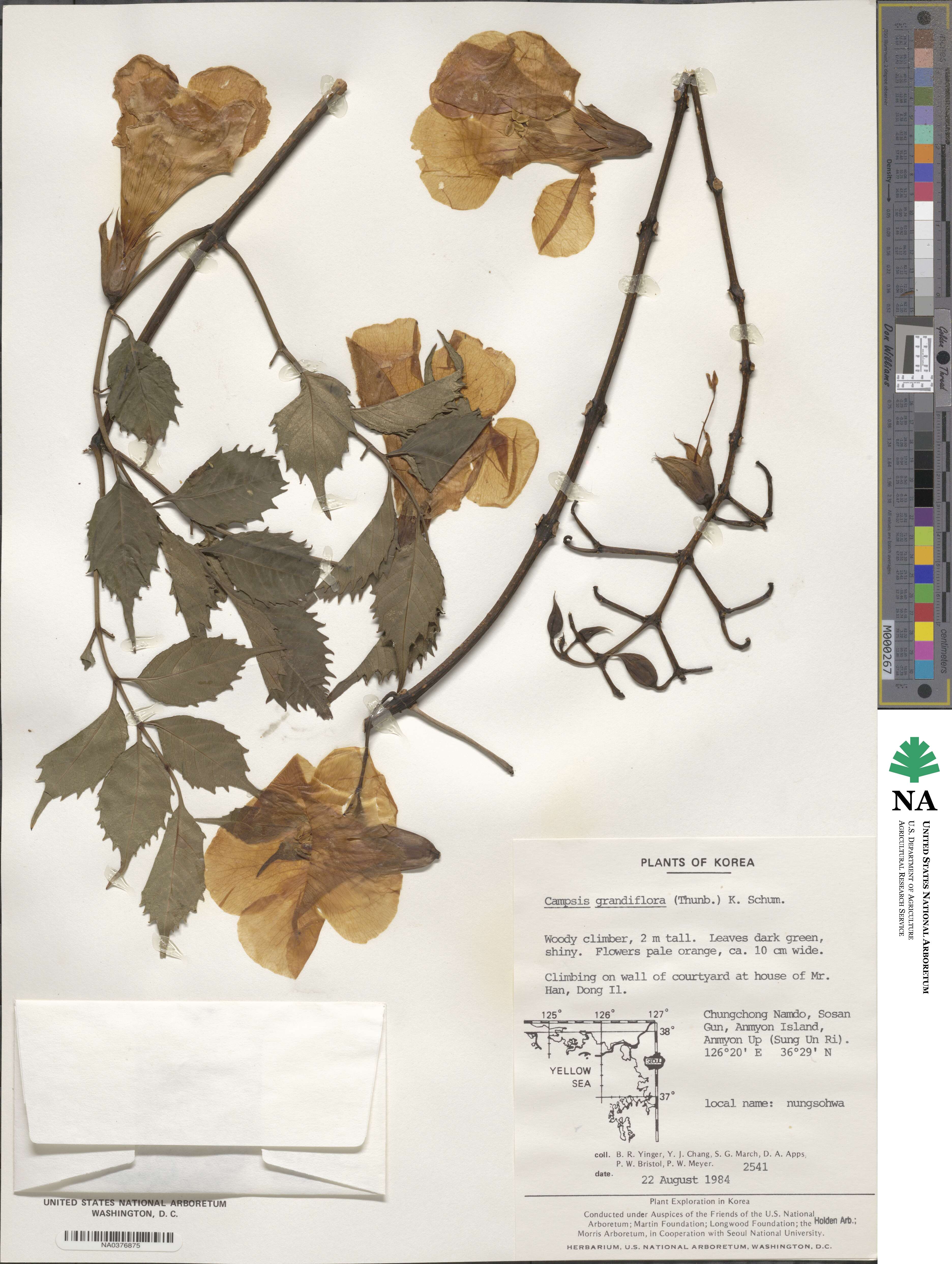 Campsis grandiflora image