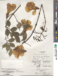 Campsis grandiflora image