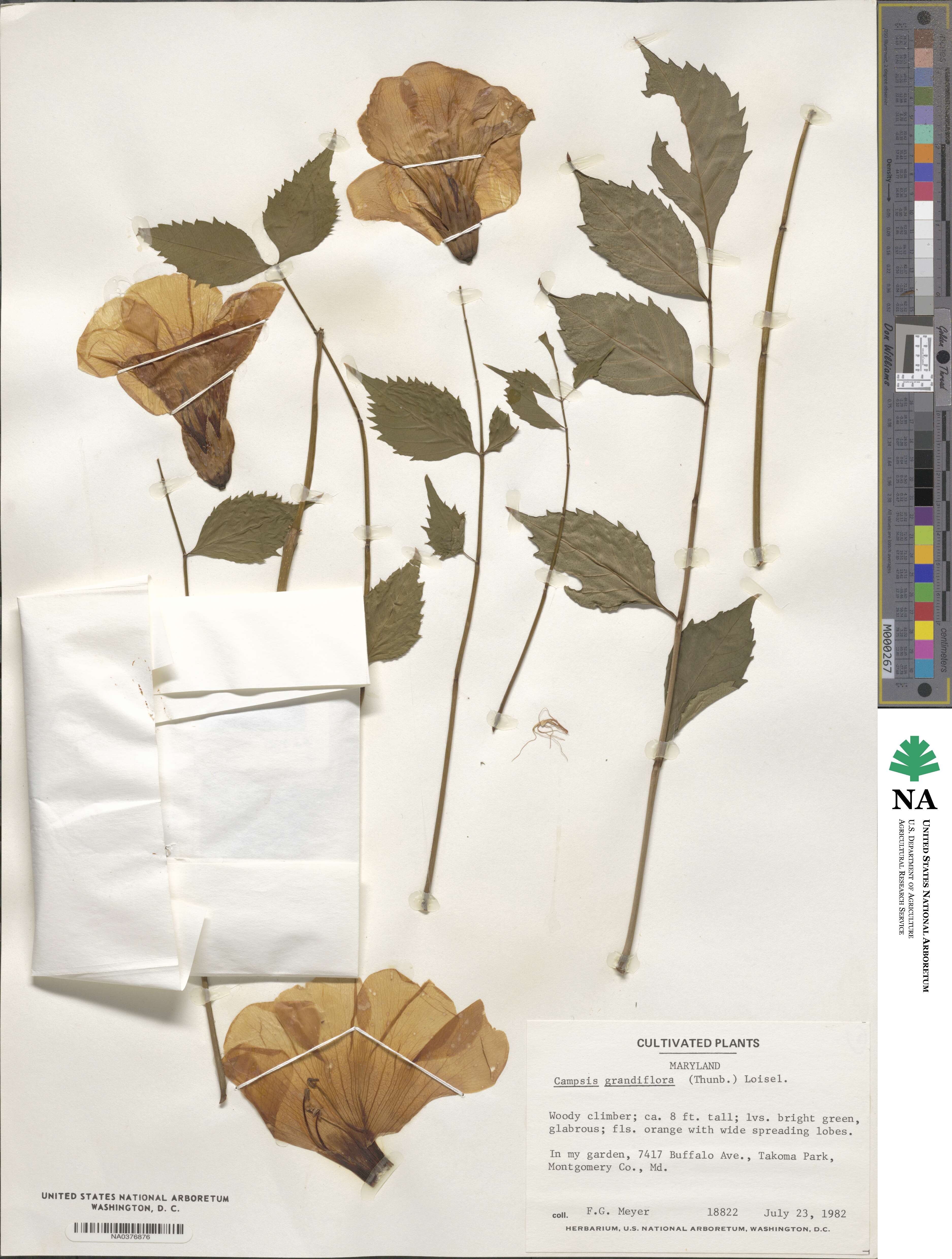 Campsis grandiflora image