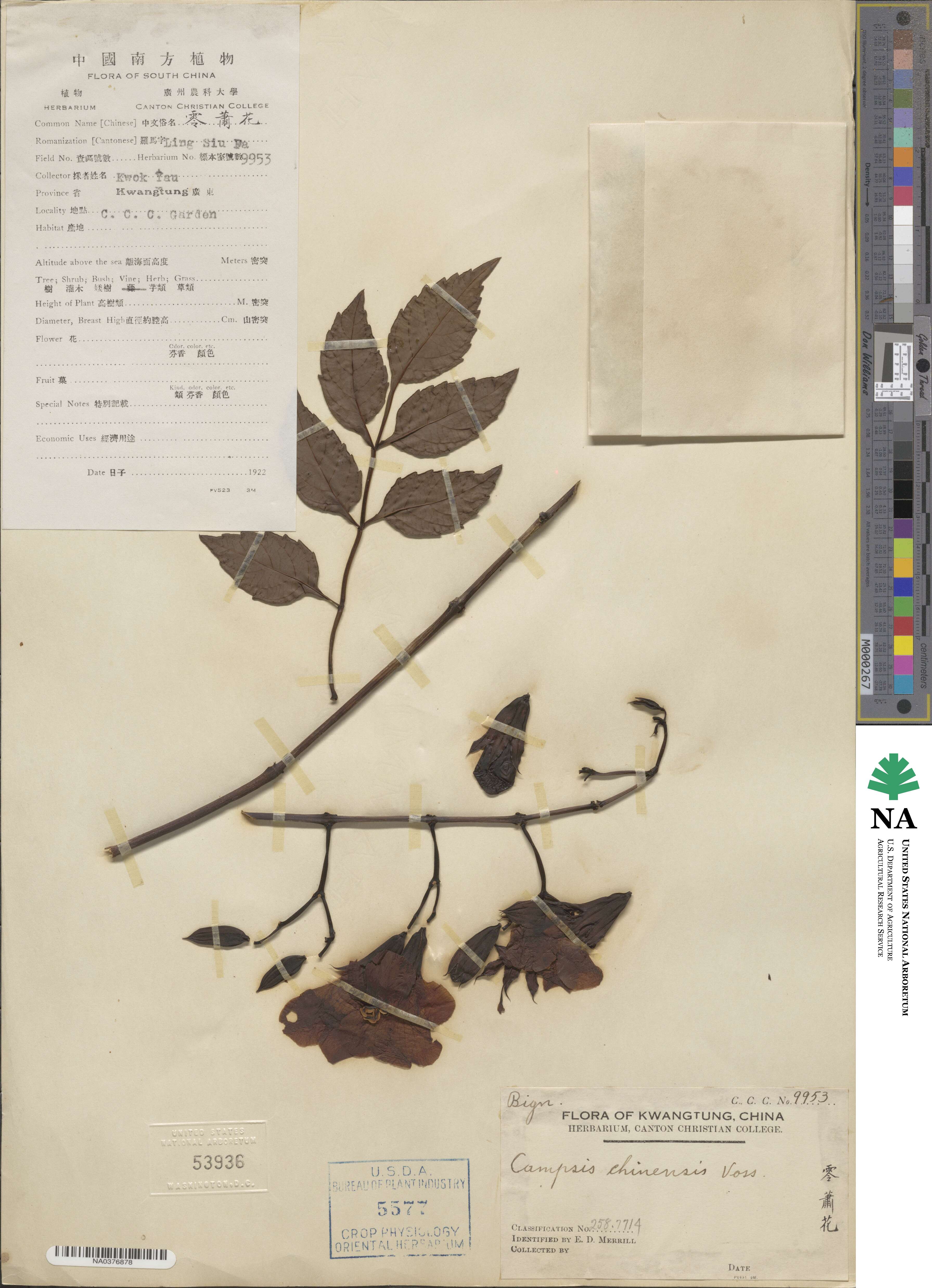 Campsis grandiflora image