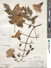 Campsis grandiflora image