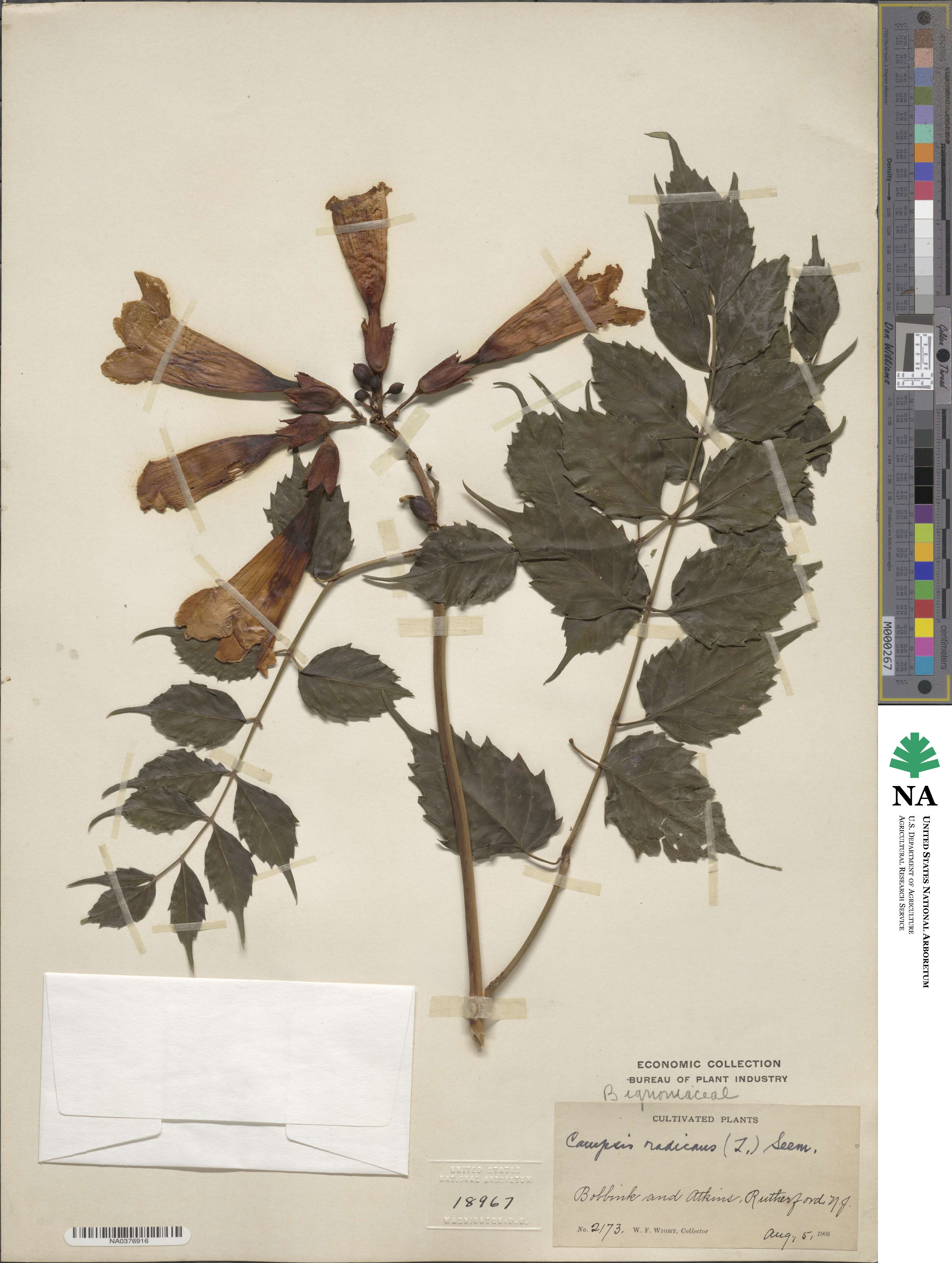 Campsis radicans image