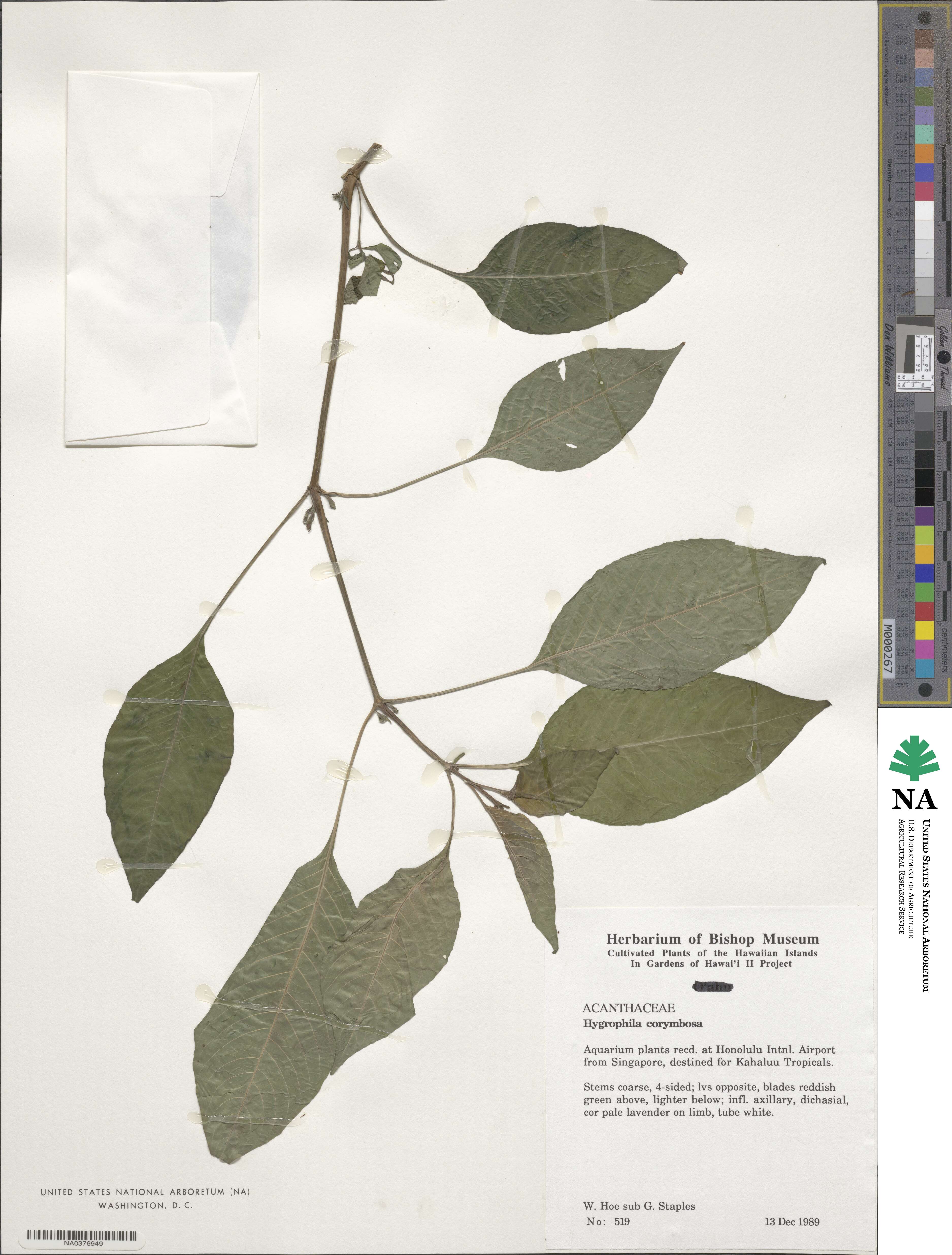 Hygrophila corymbosa image