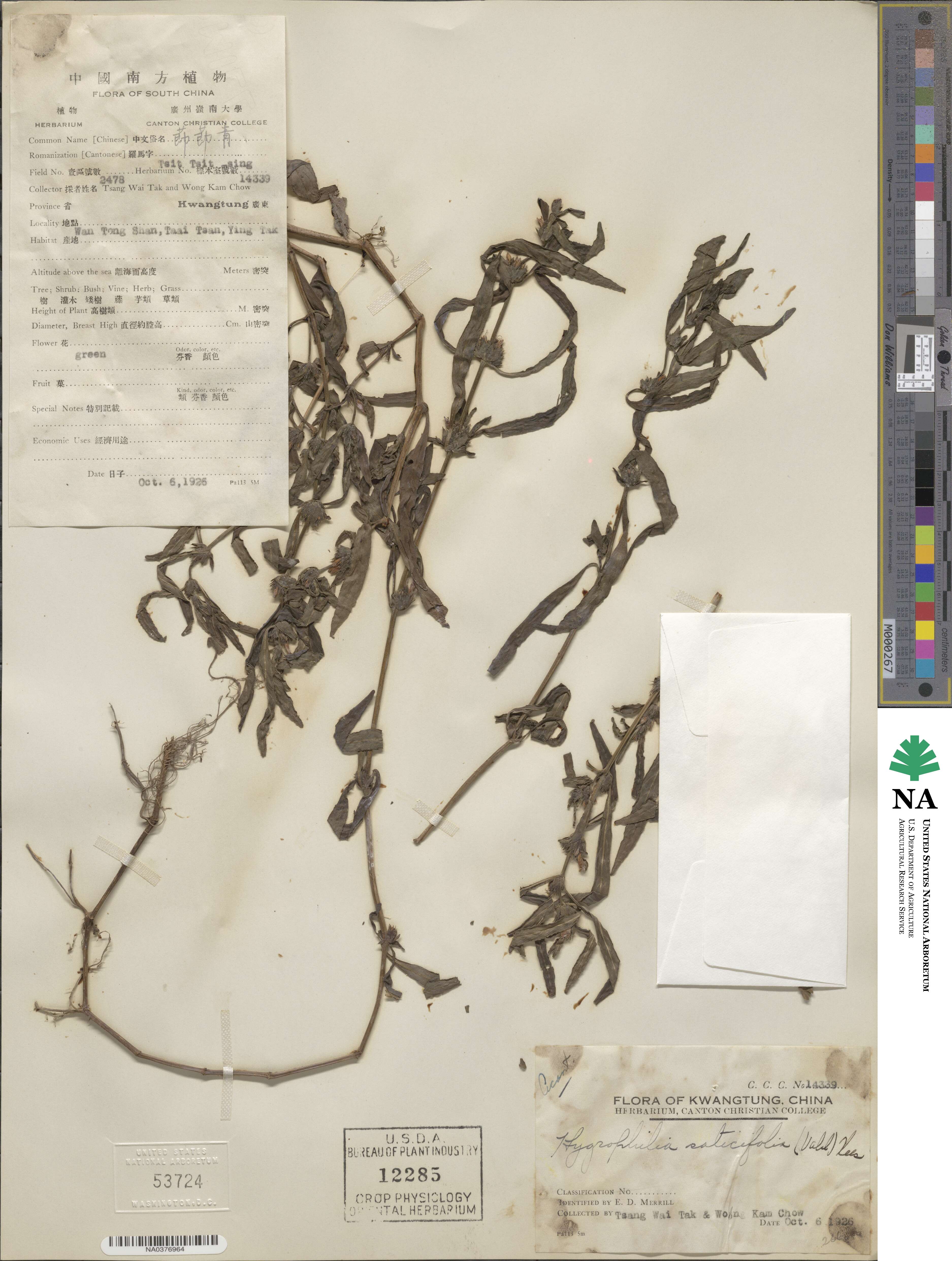 Hygrophila ringens image