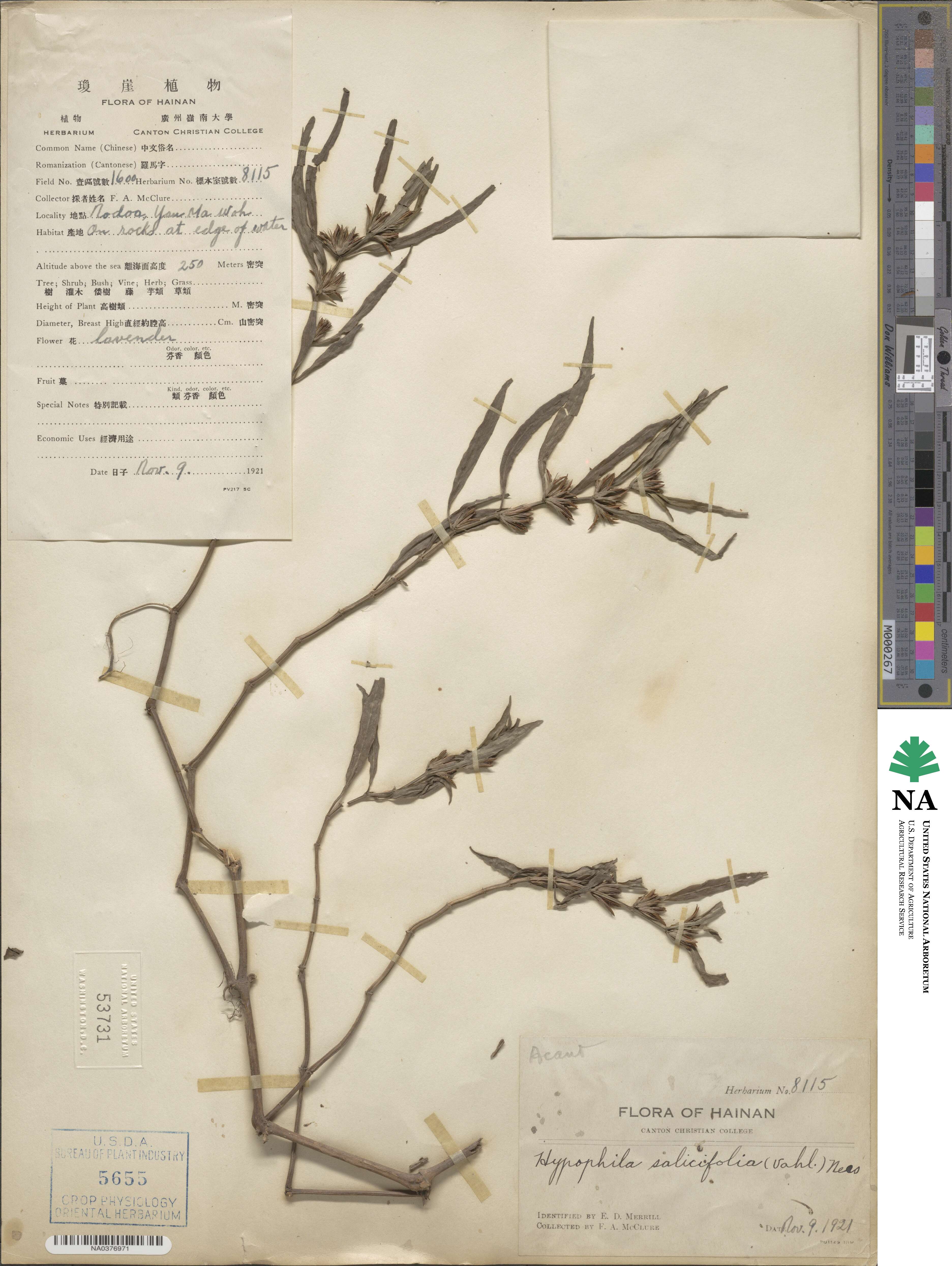 Hygrophila ringens image