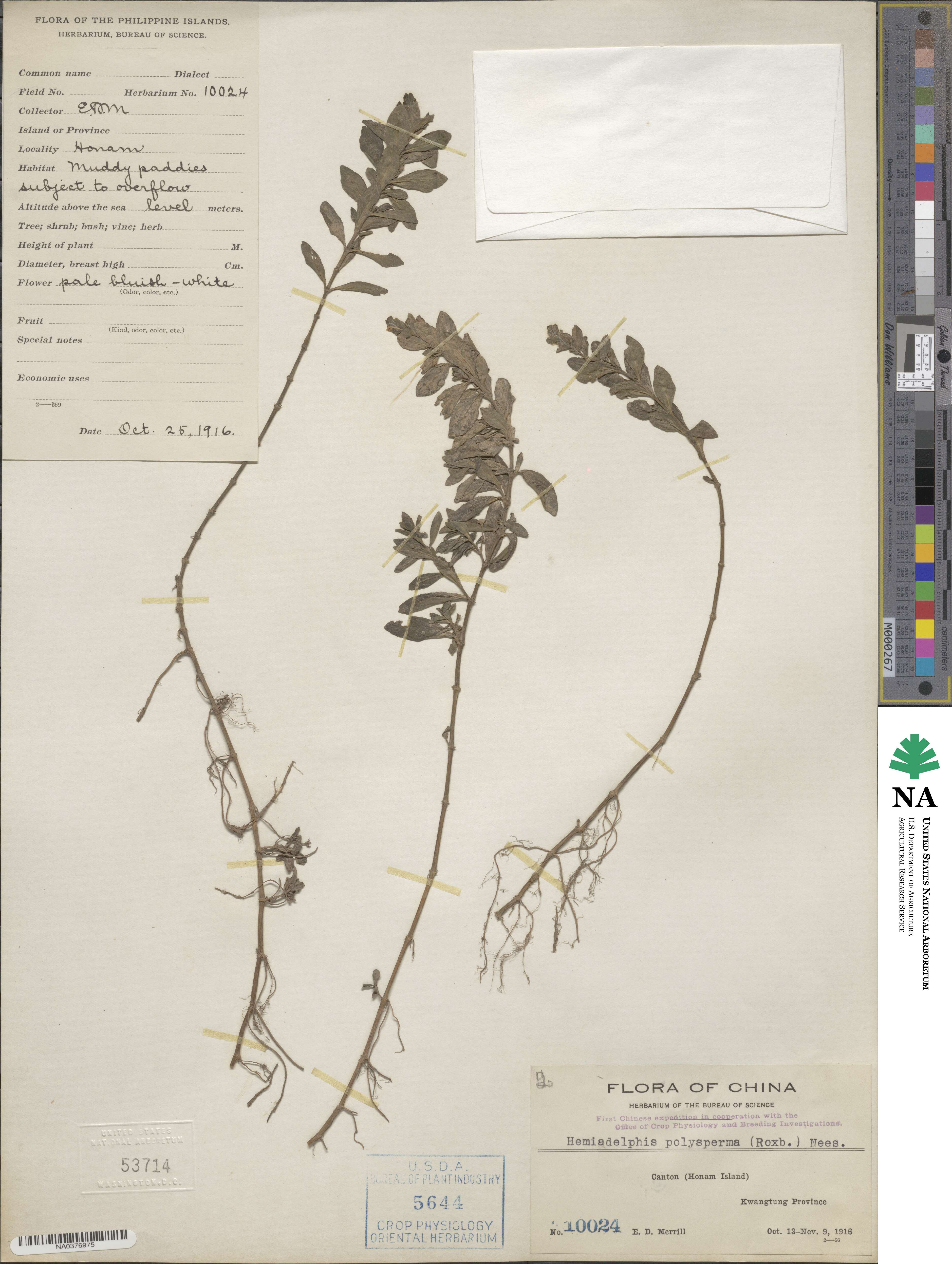 Hygrophila polysperma image
