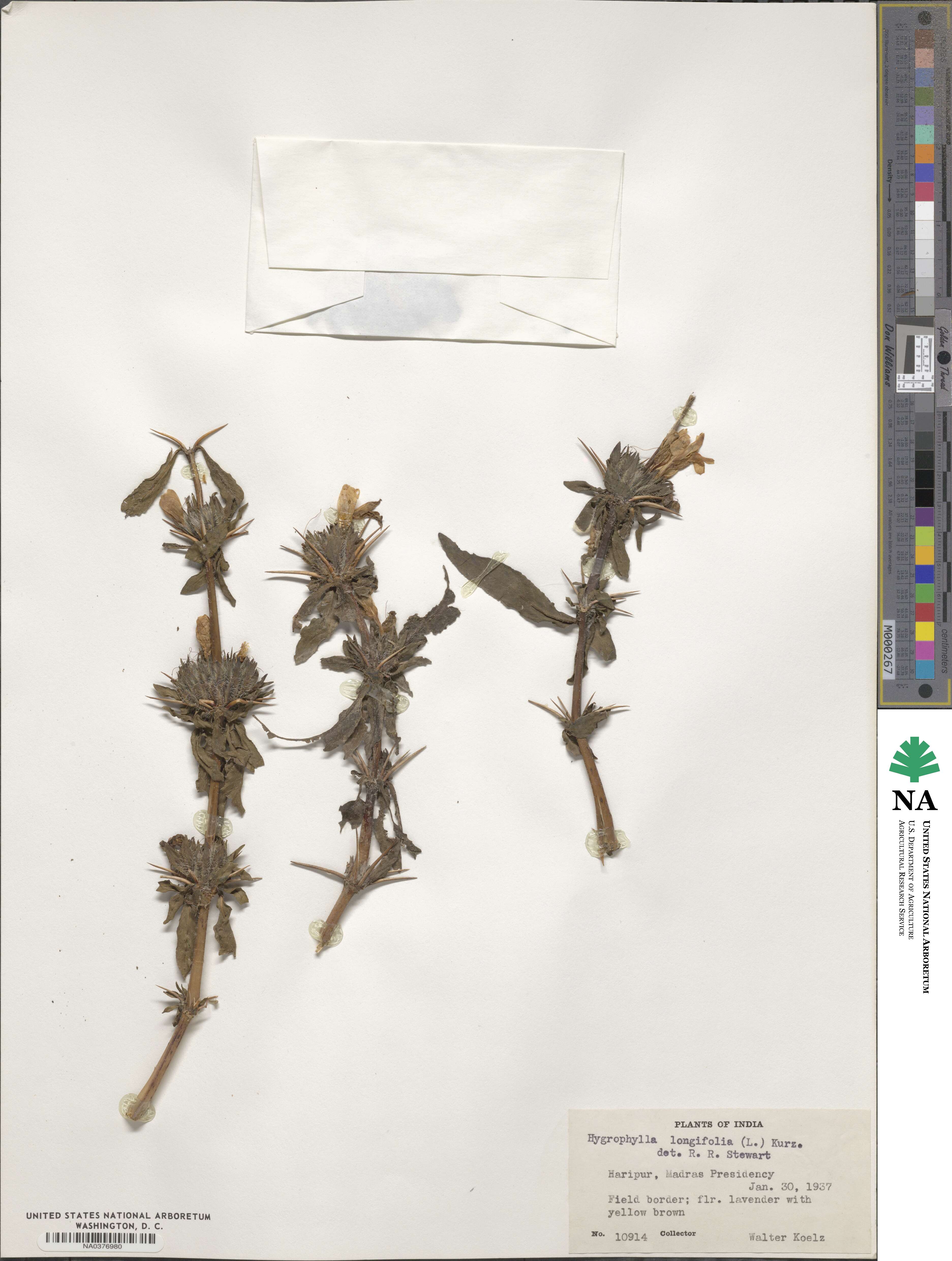 Hygrophila longifolia image