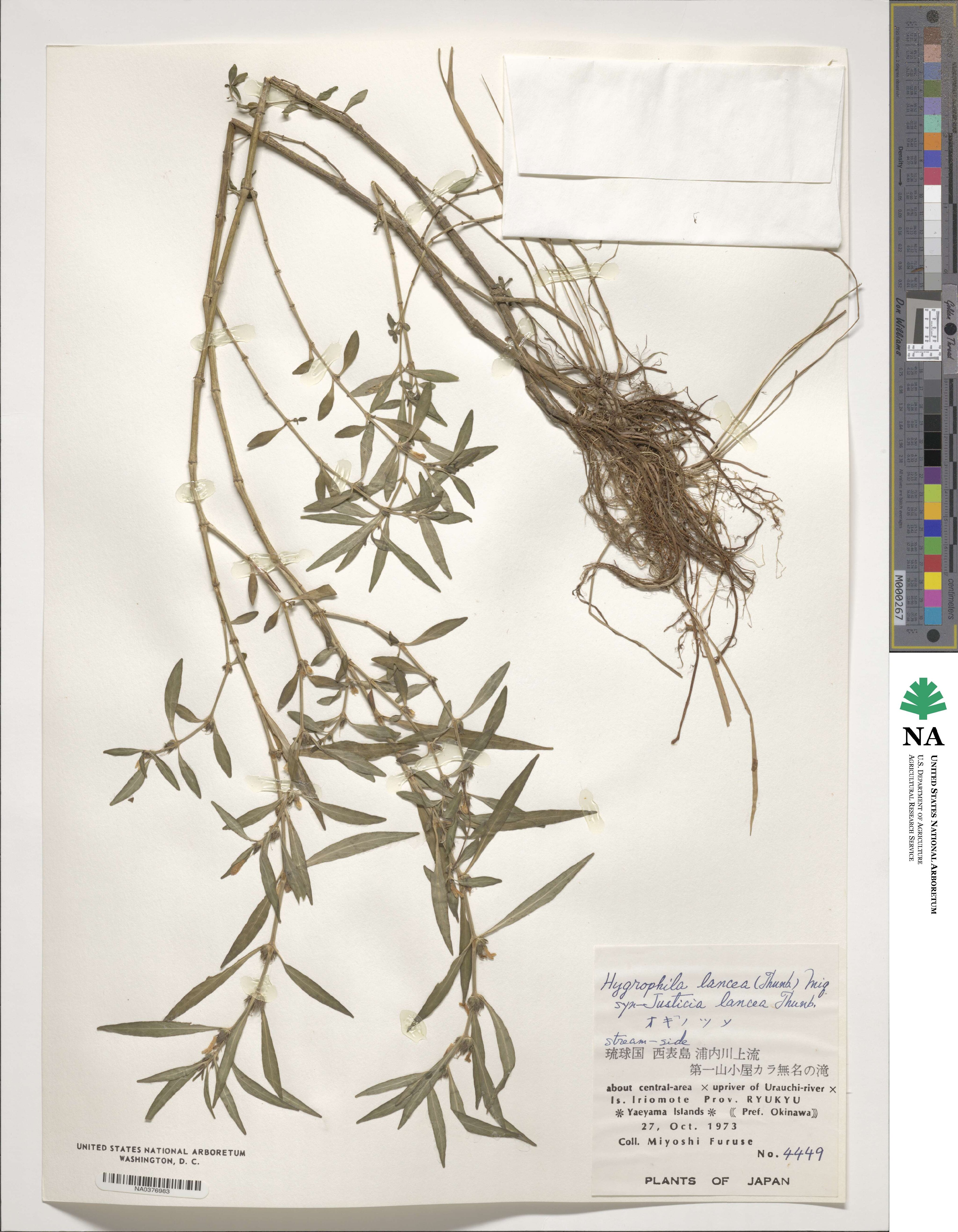 Hygrophila ringens image