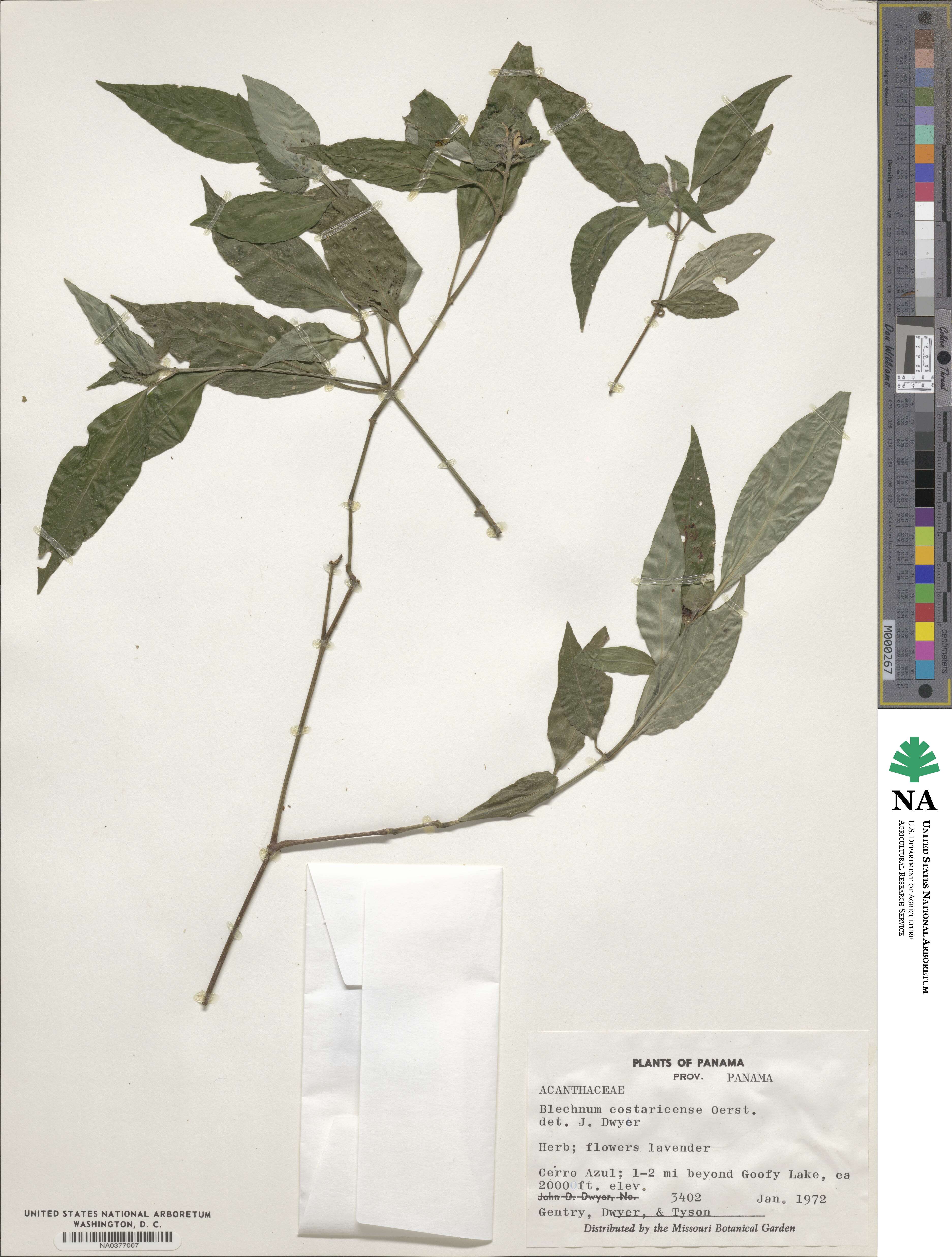 Ruellia costaricensis image