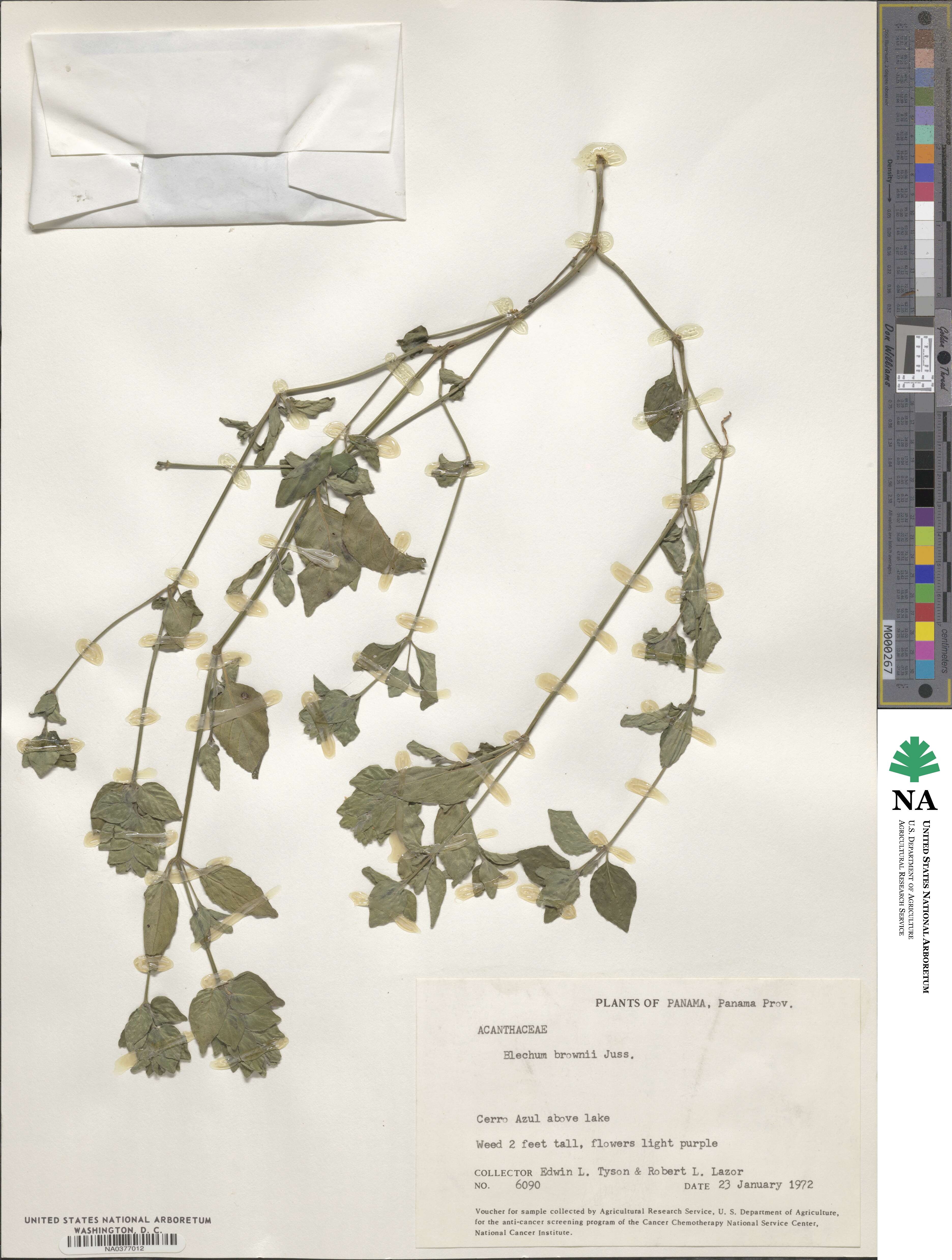 Ruellia blechum image