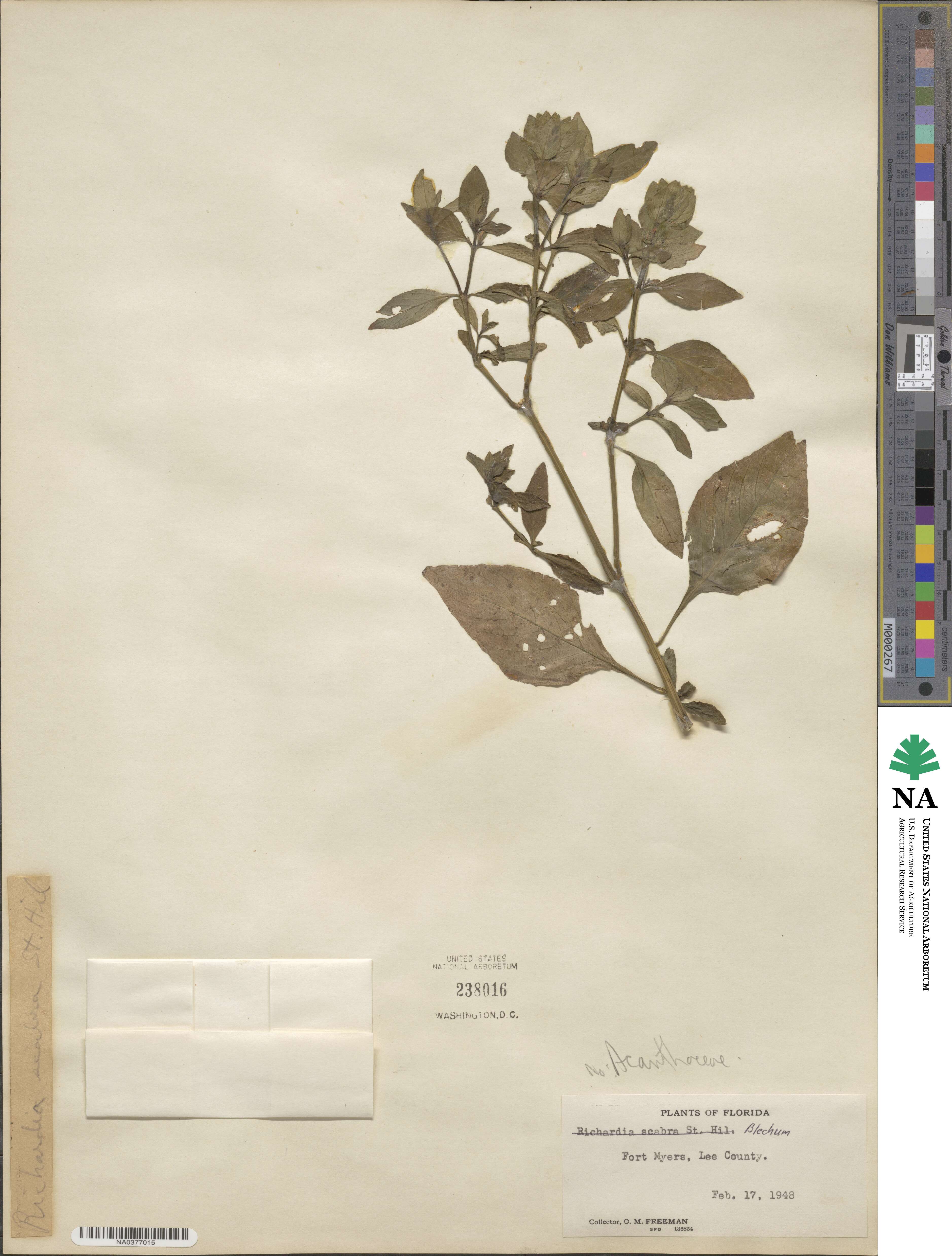 Ruellia blechum image
