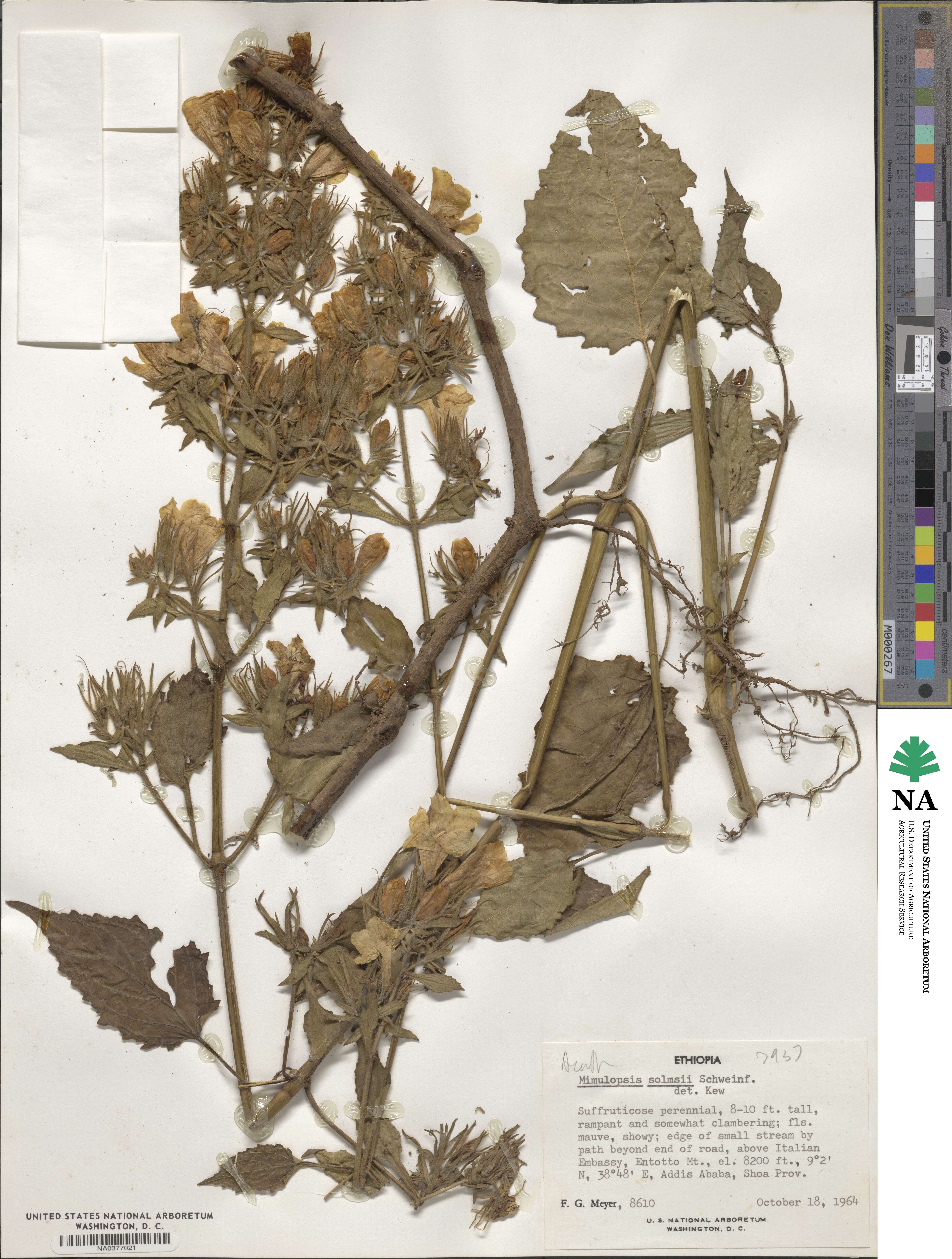 Mimulopsis solmsii image