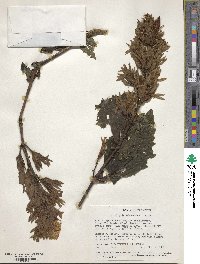 Image Associated With the Occurence