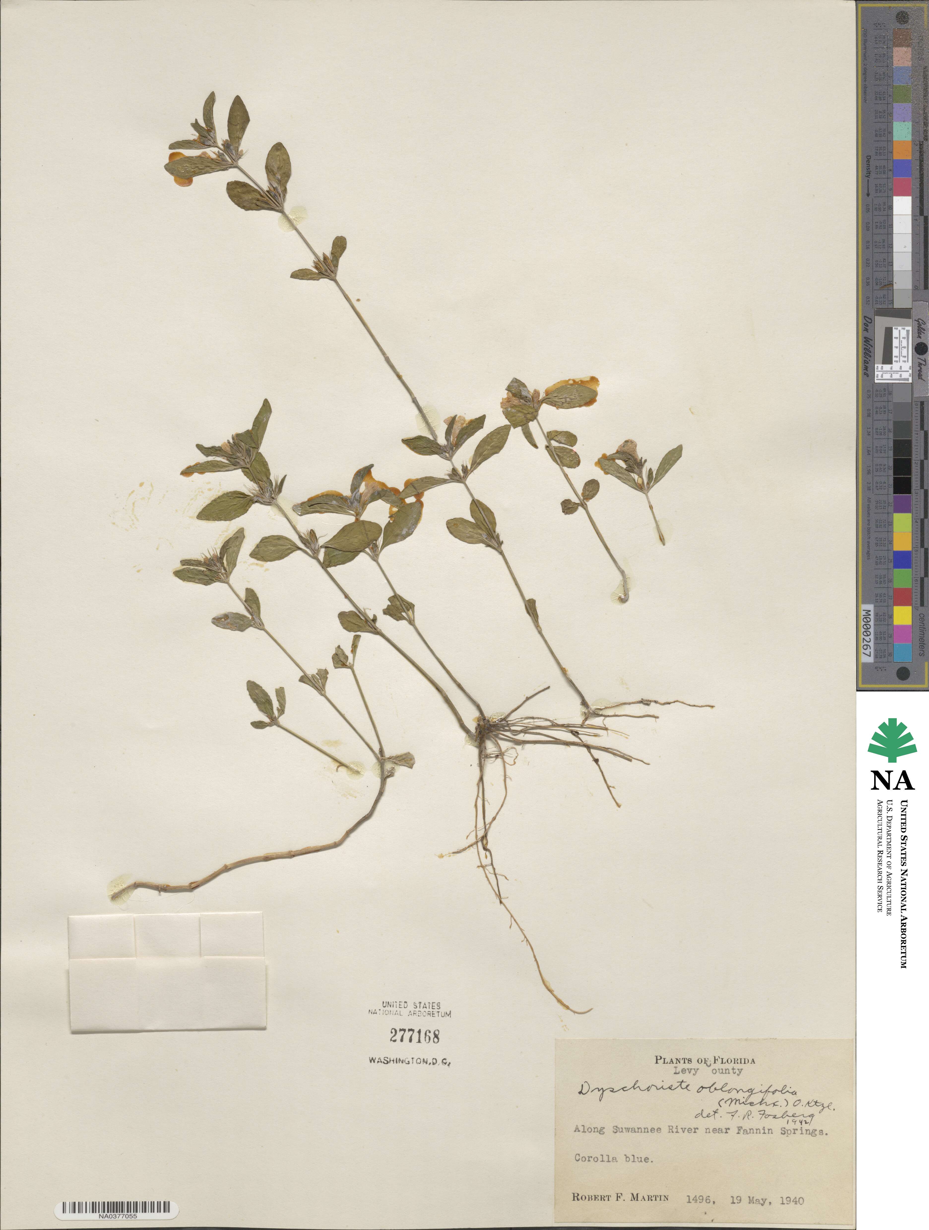 Dyschoriste oblongifolia image