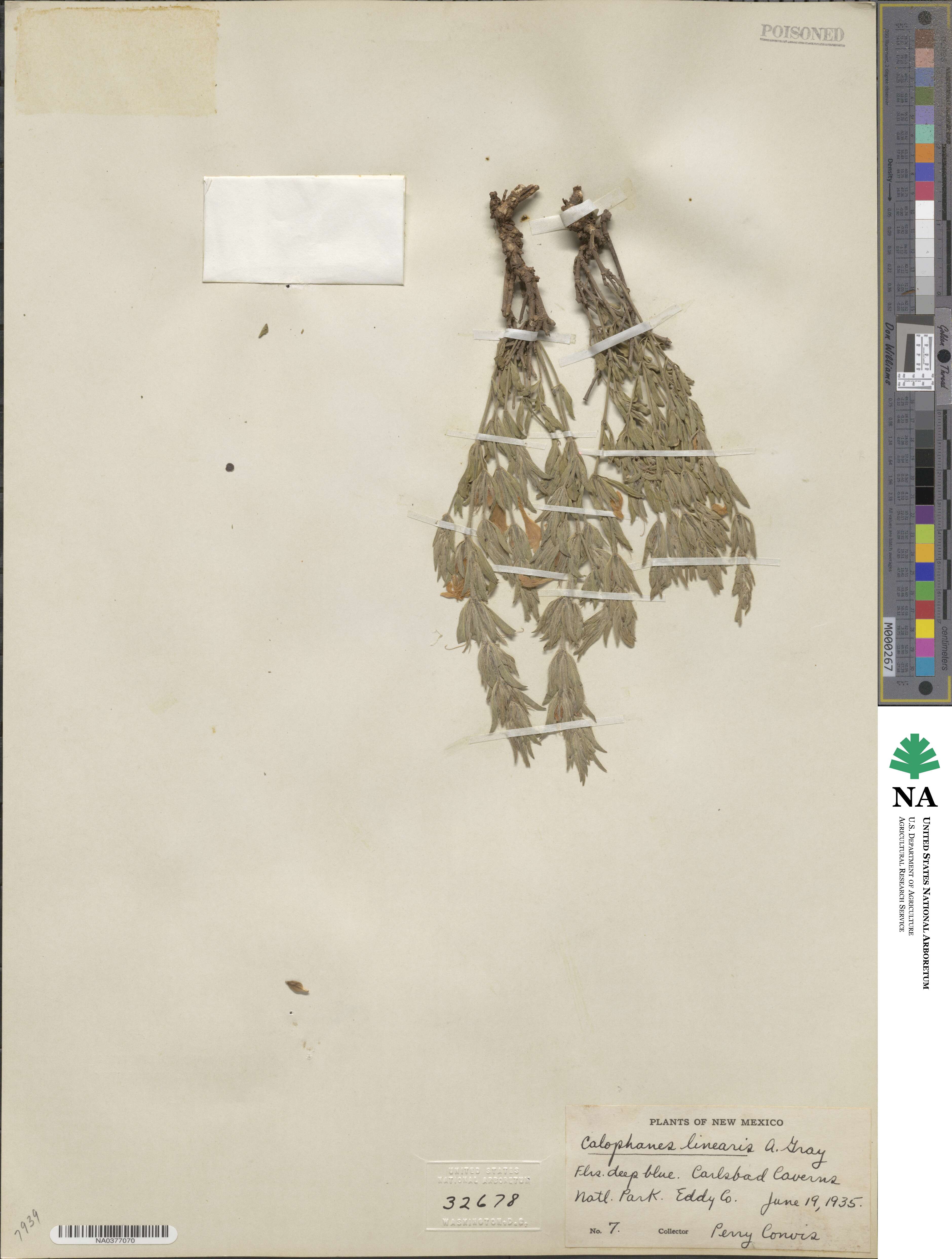 Dyschoriste linearis image