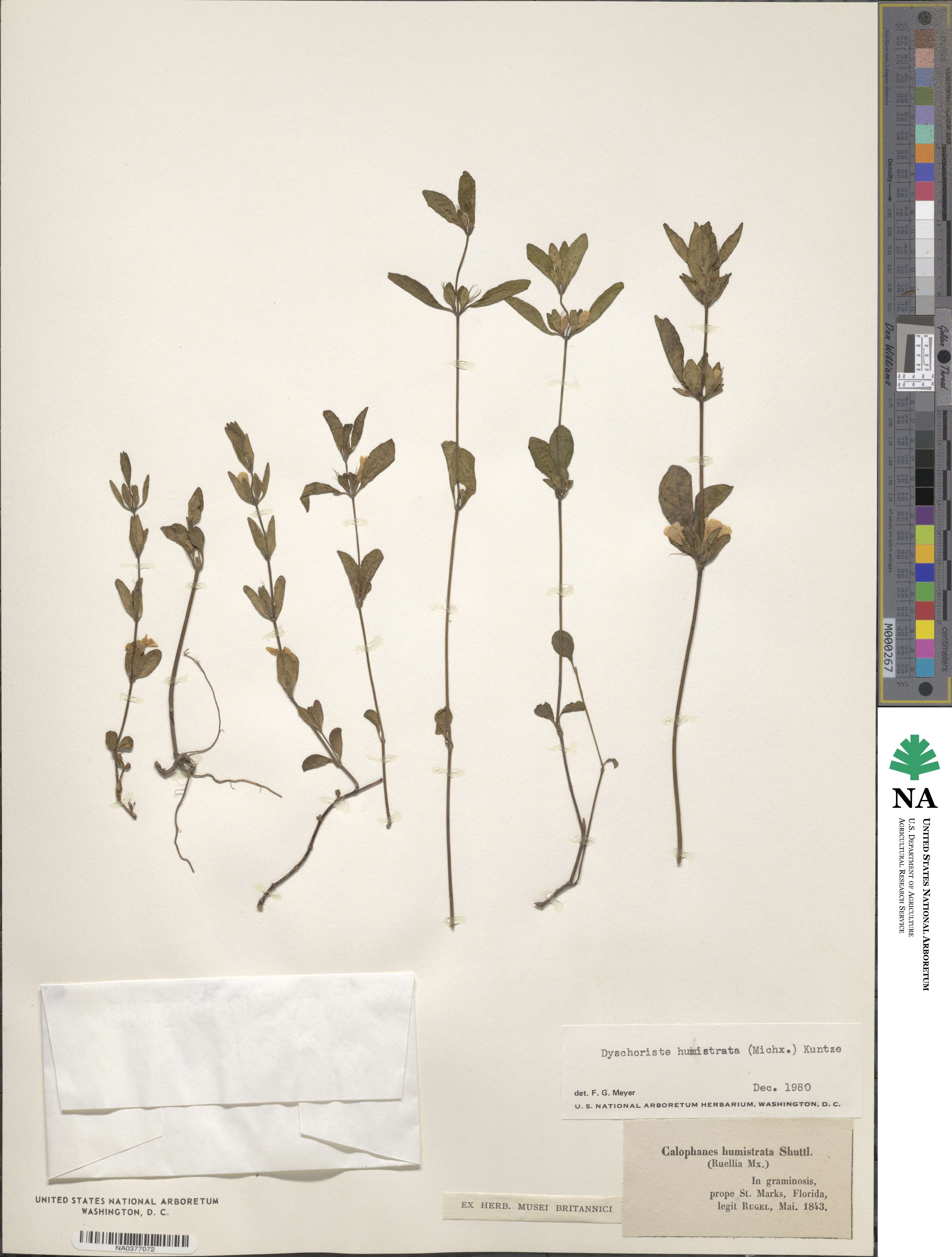 Dyschoriste humistrata image