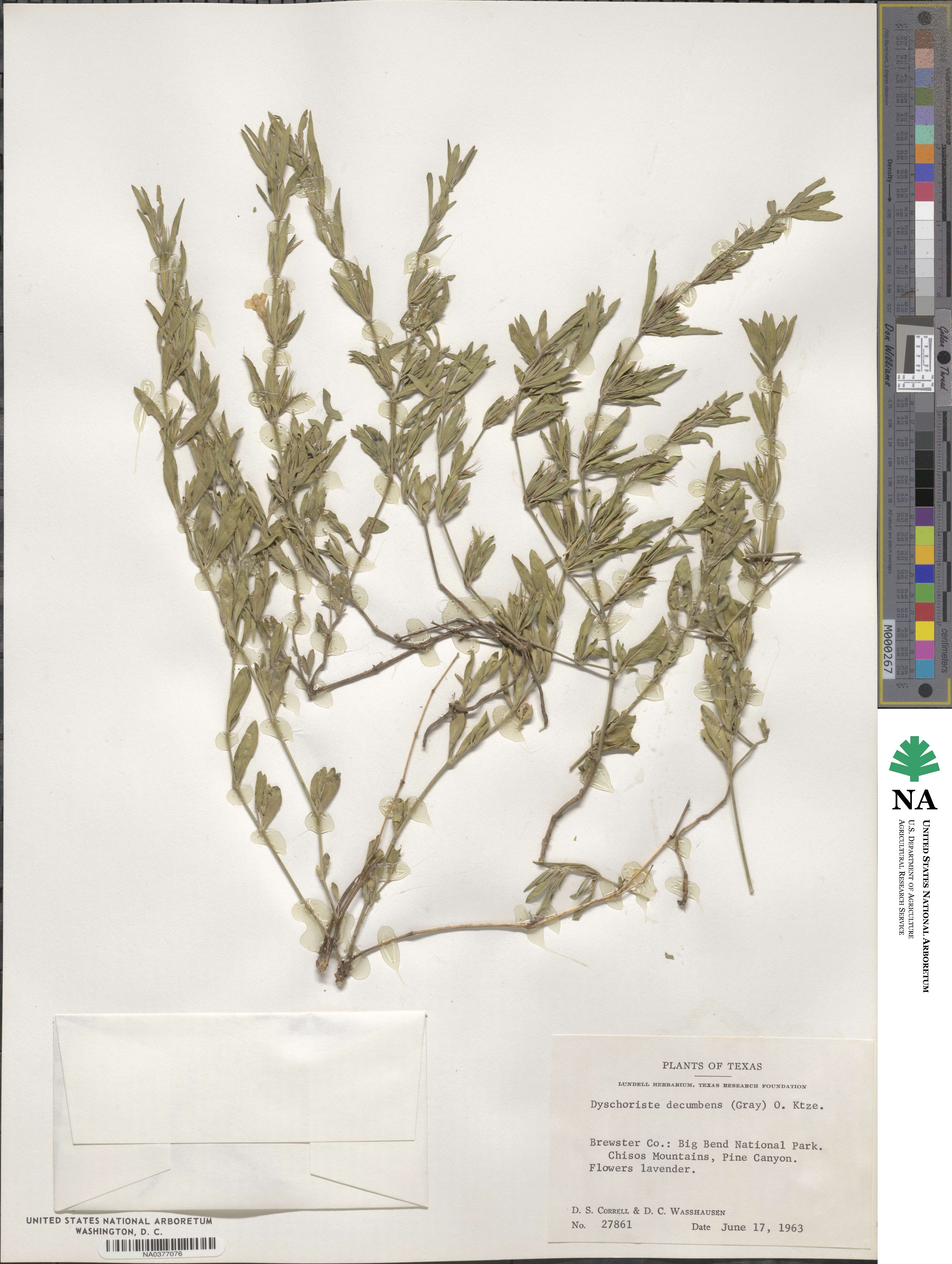 Dyschoriste decumbens image