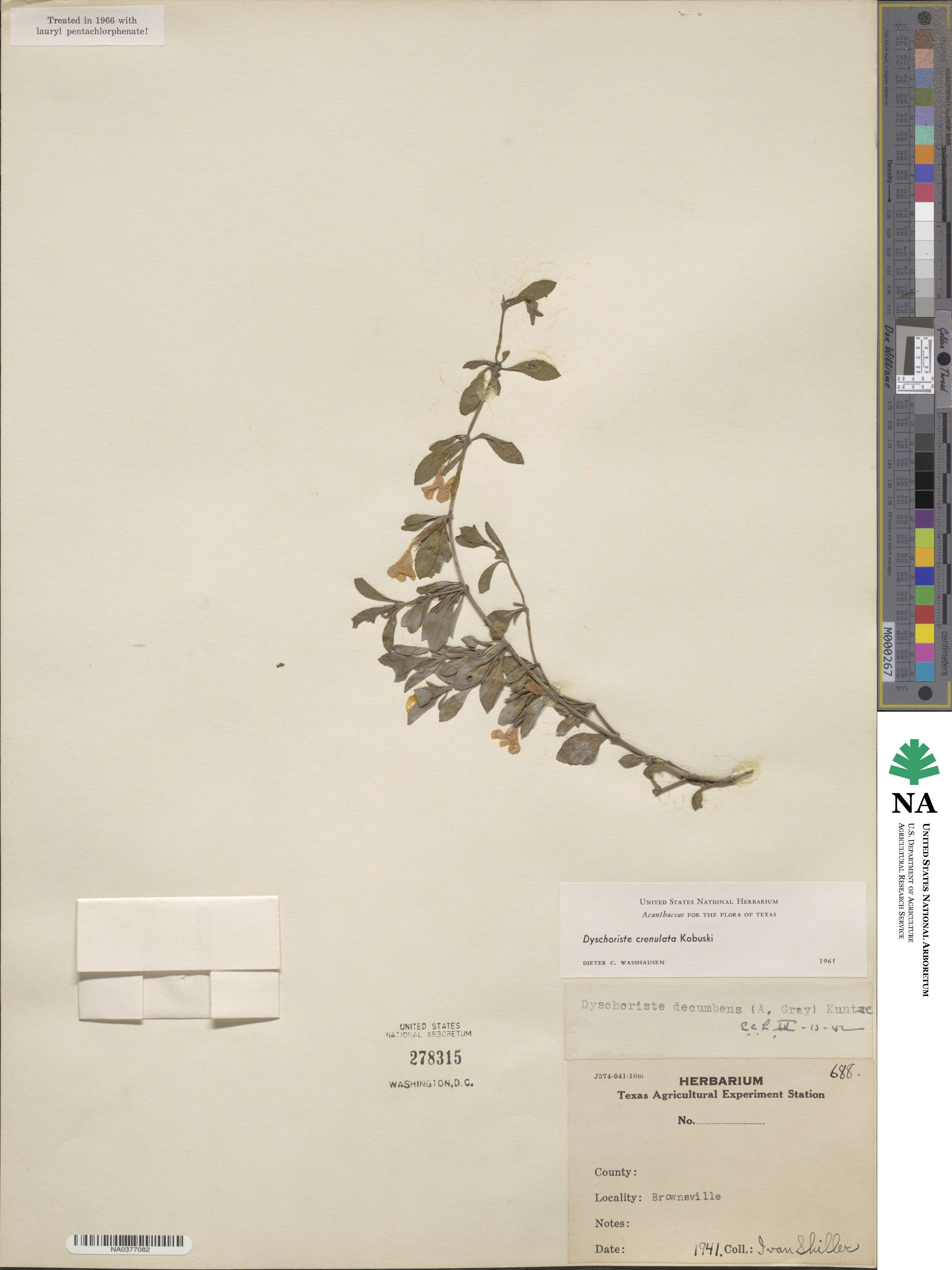 Dyschoriste crenulata image
