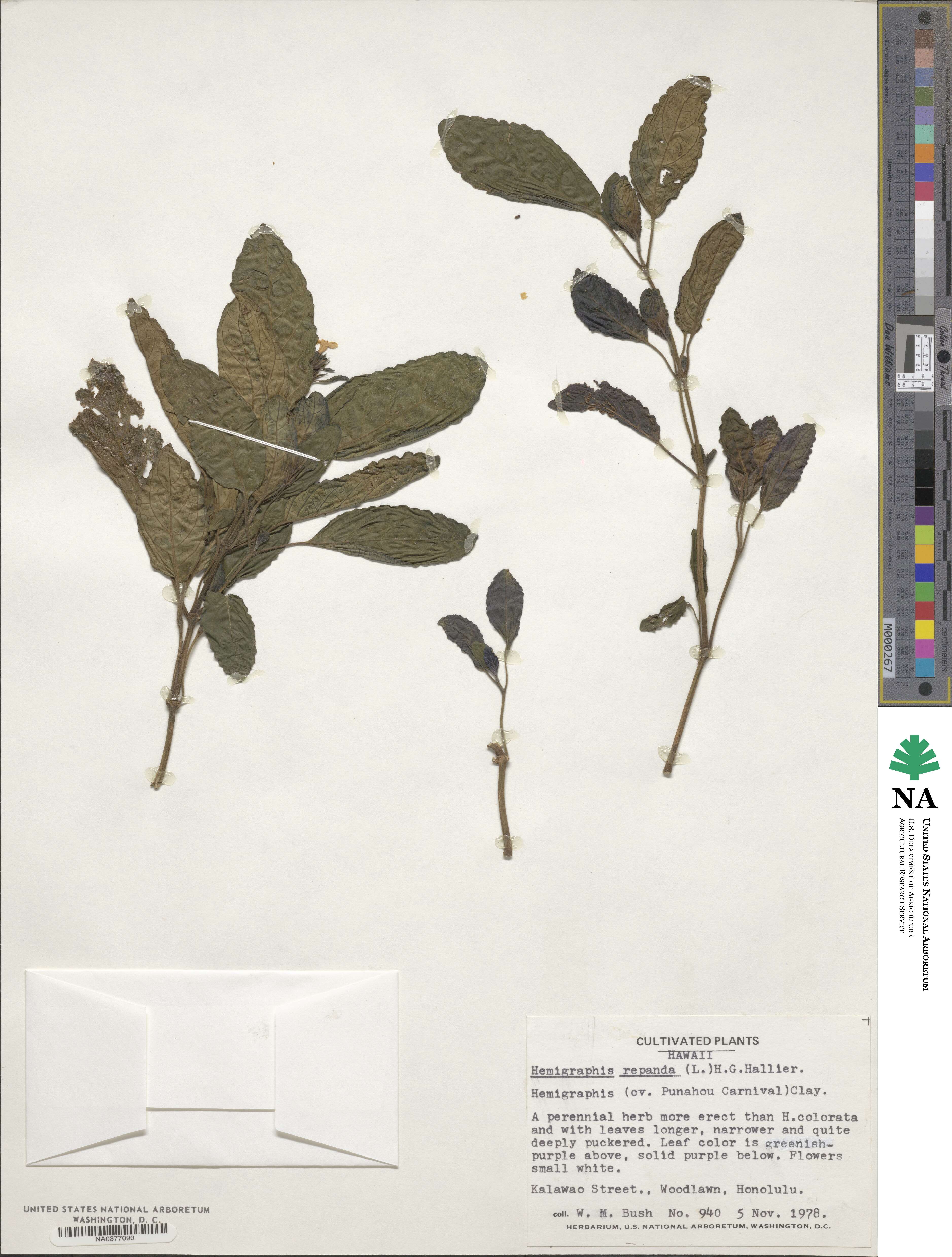Strobilanthes sinuata image