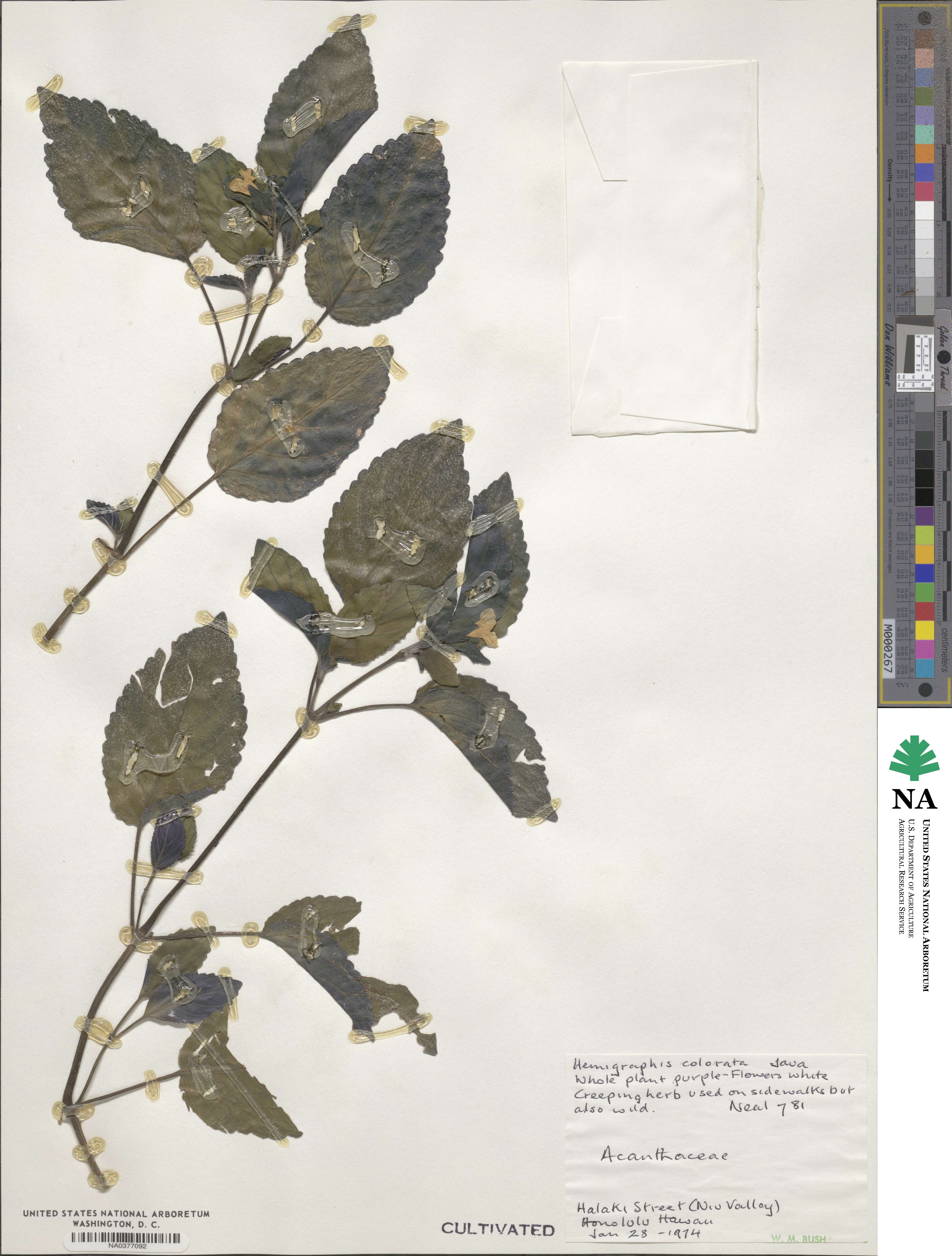 Strobilanthes alternata image