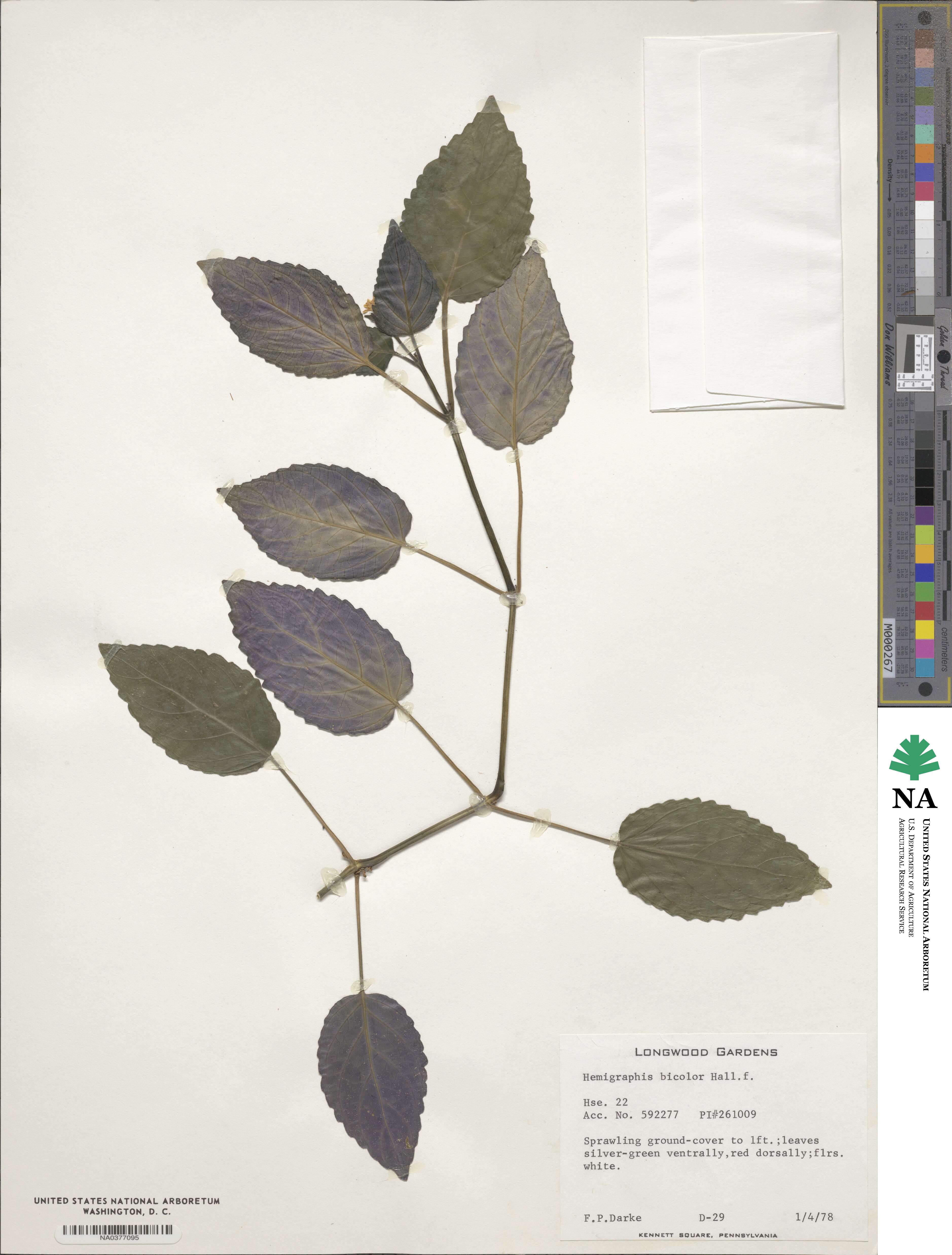 Hemigraphis bicolor image
