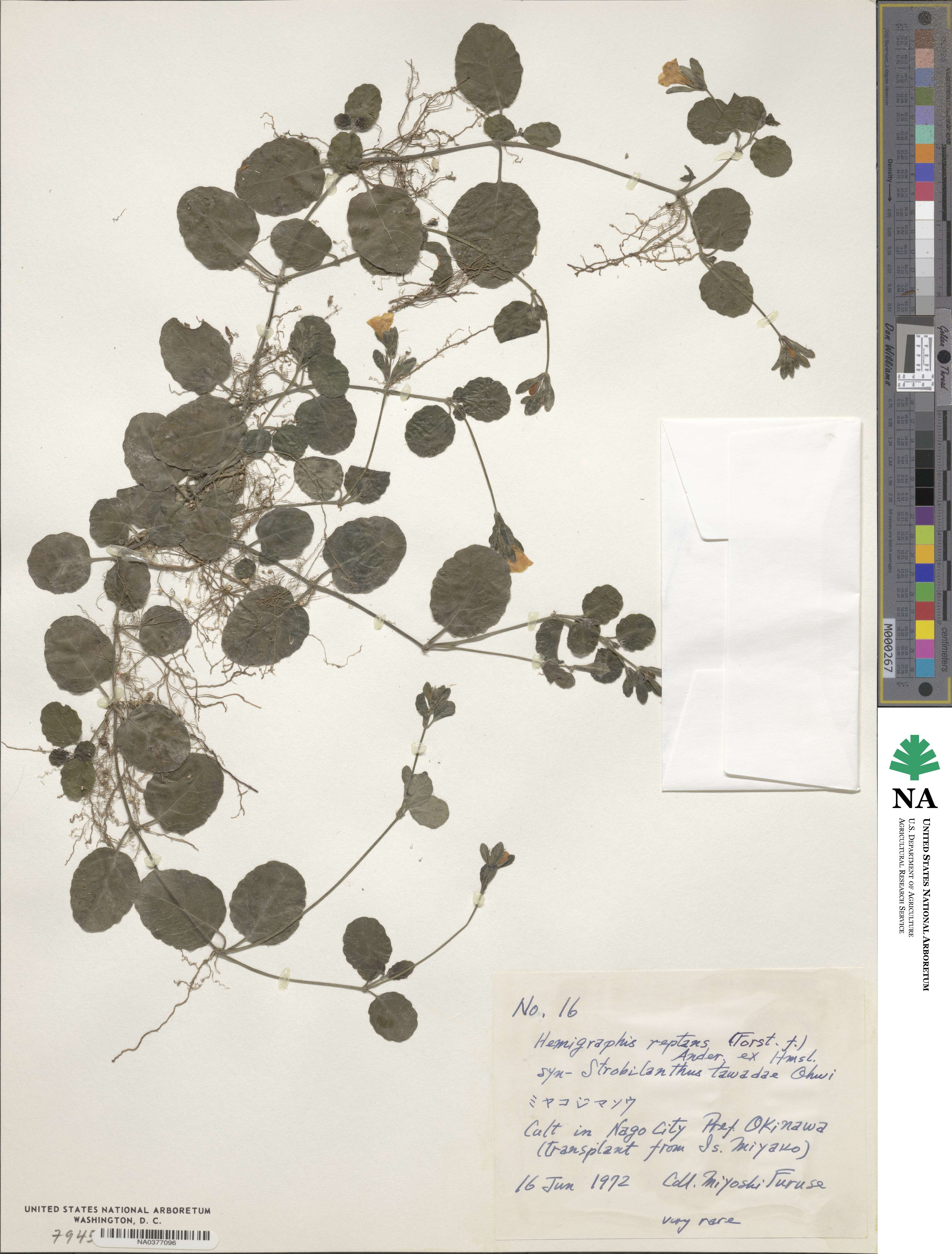 Strobilanthes reptans image