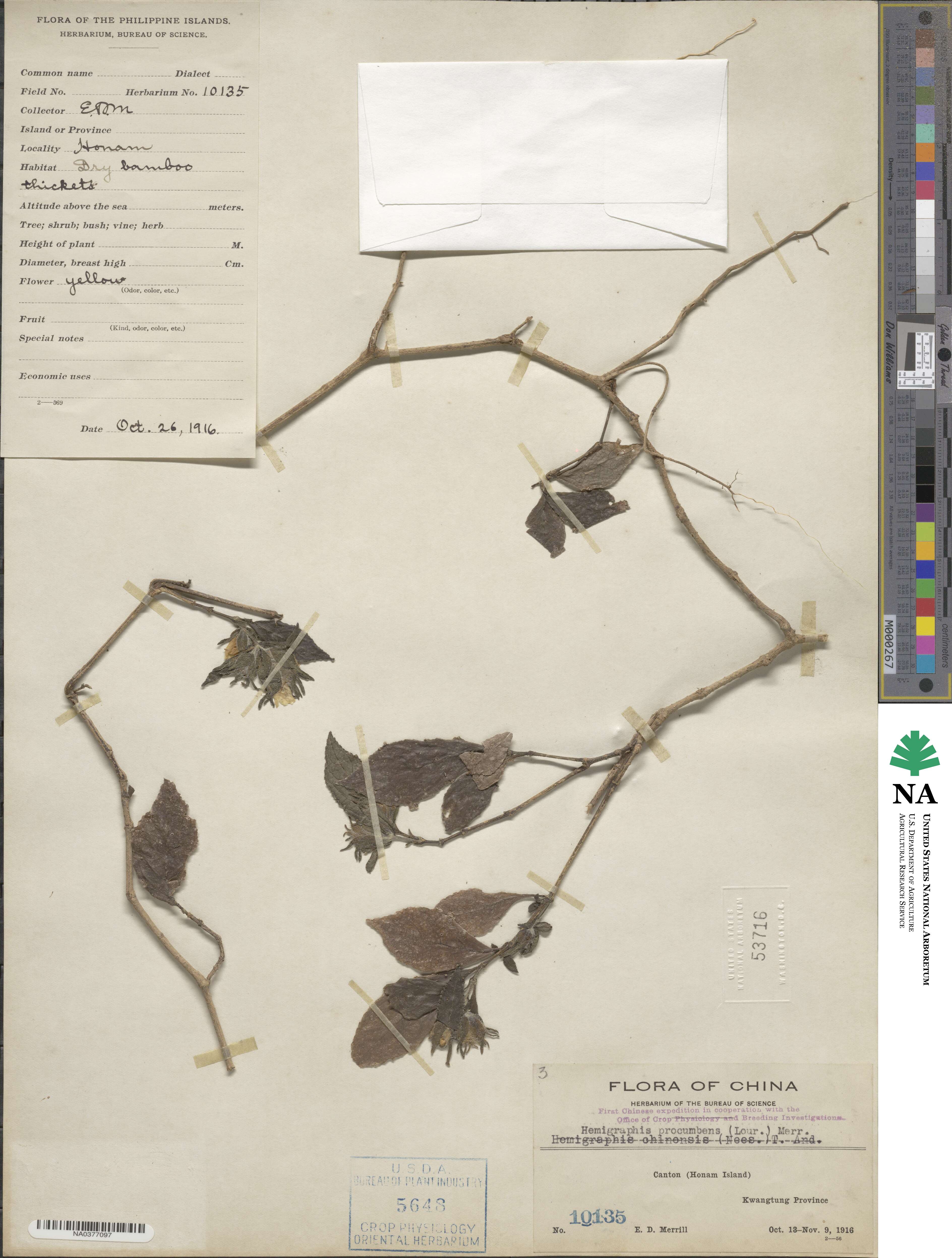 Strobilanthes chinensis image