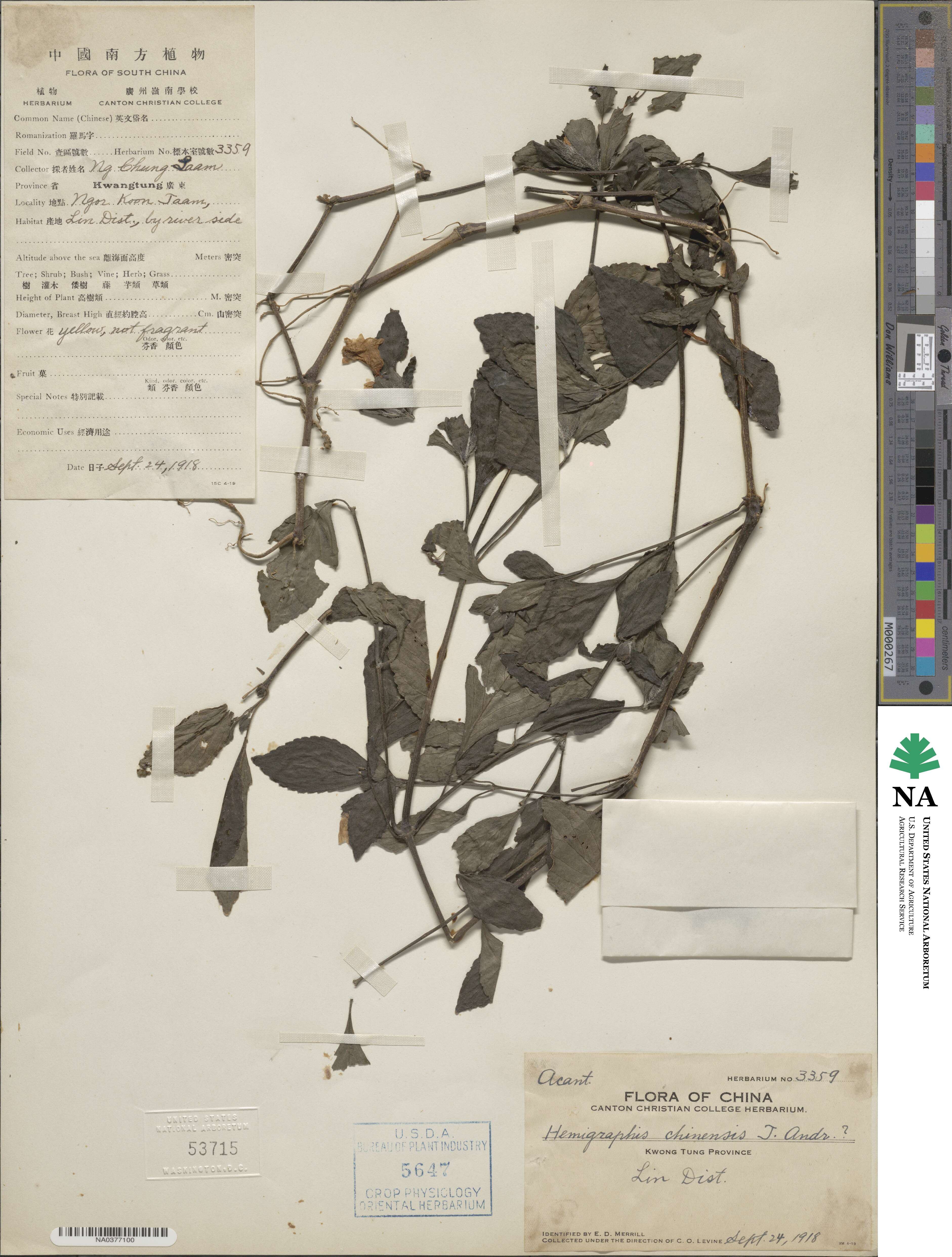 Strobilanthes chinensis image
