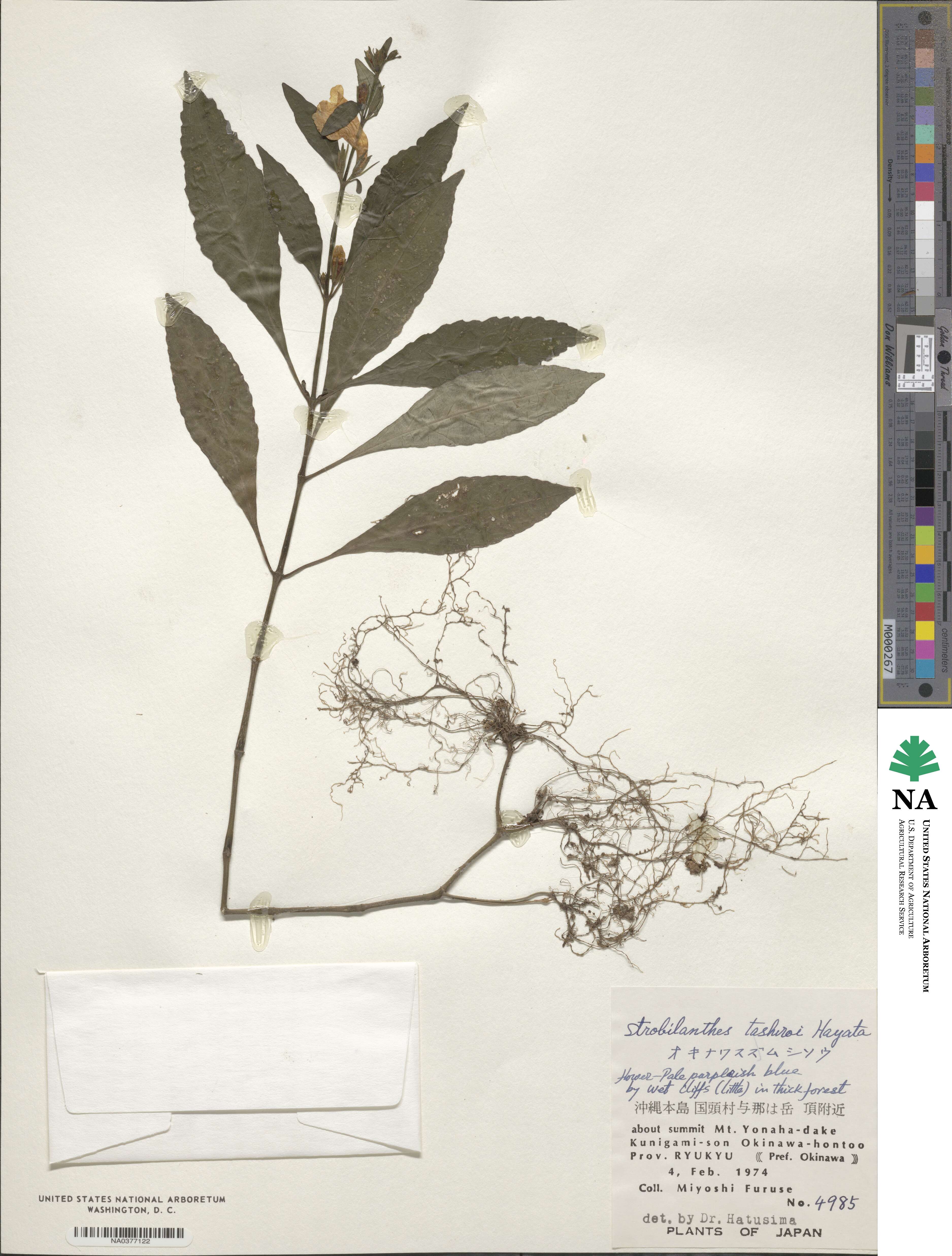 Strobilanthes flexicaulis var. tashiroi image