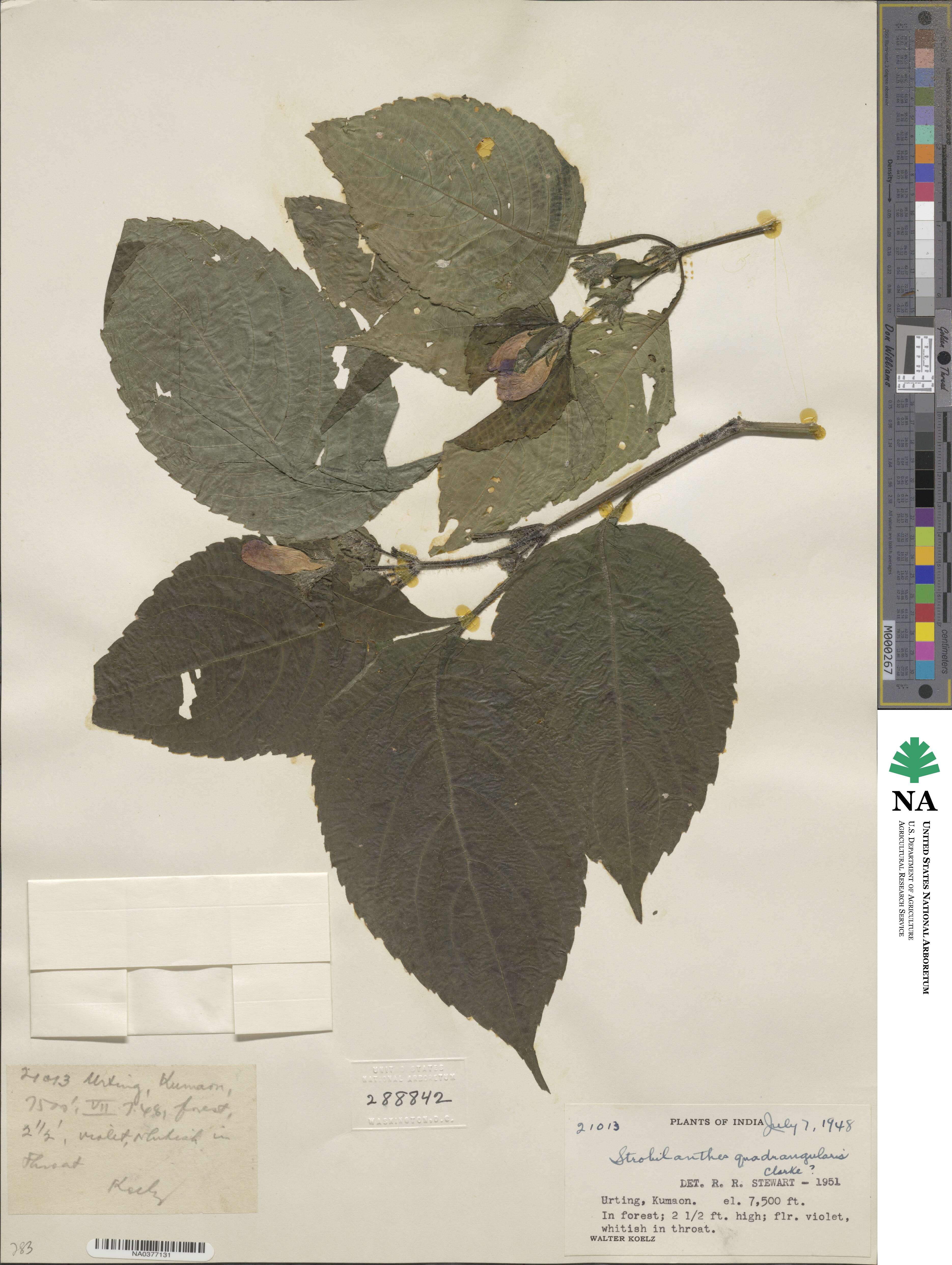 Strobilanthes bracteata image