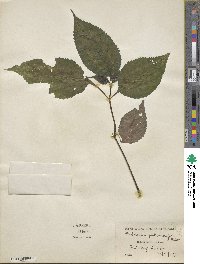 Image of Strobilanthes penstemonoides