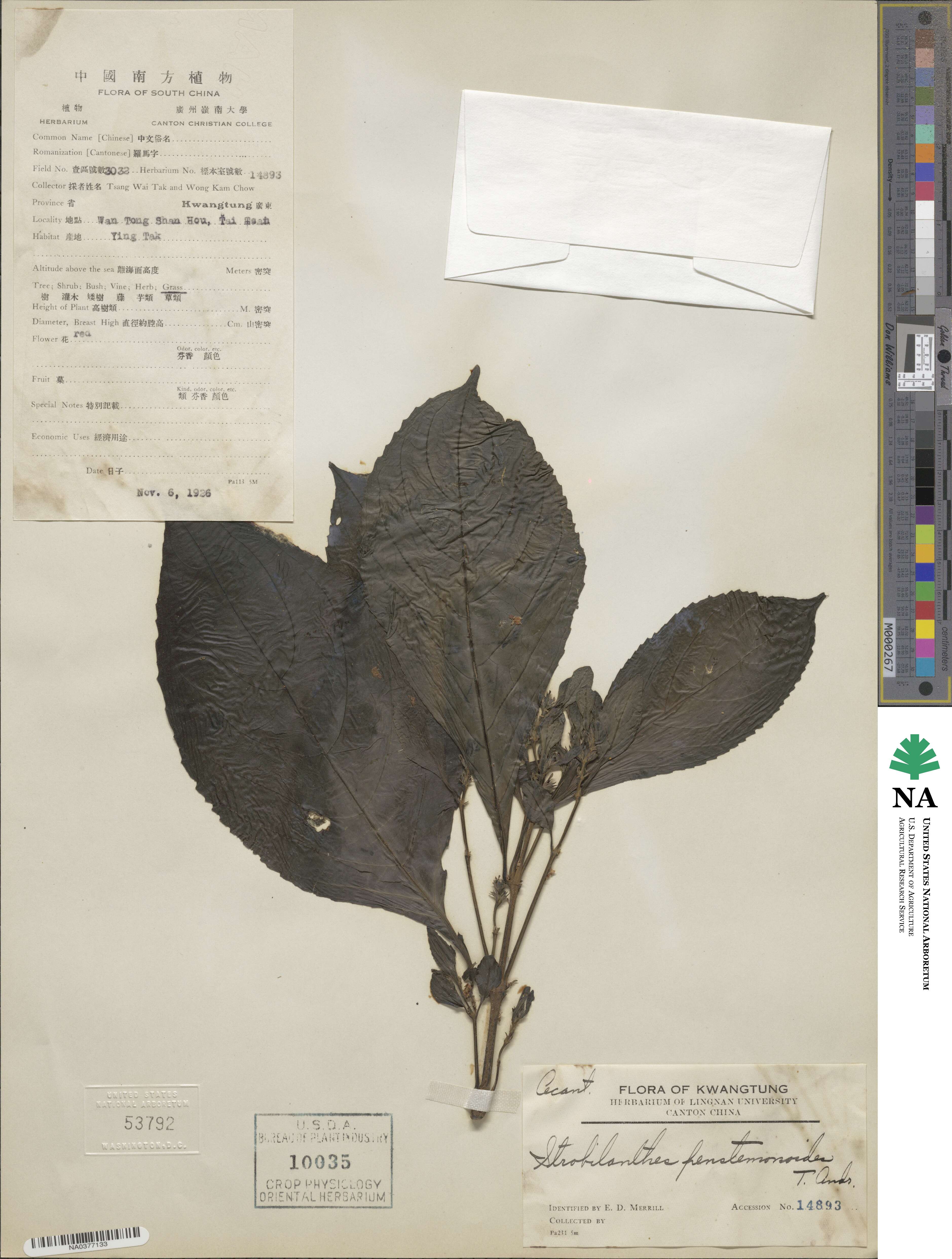 Strobilanthes penstemonoides image