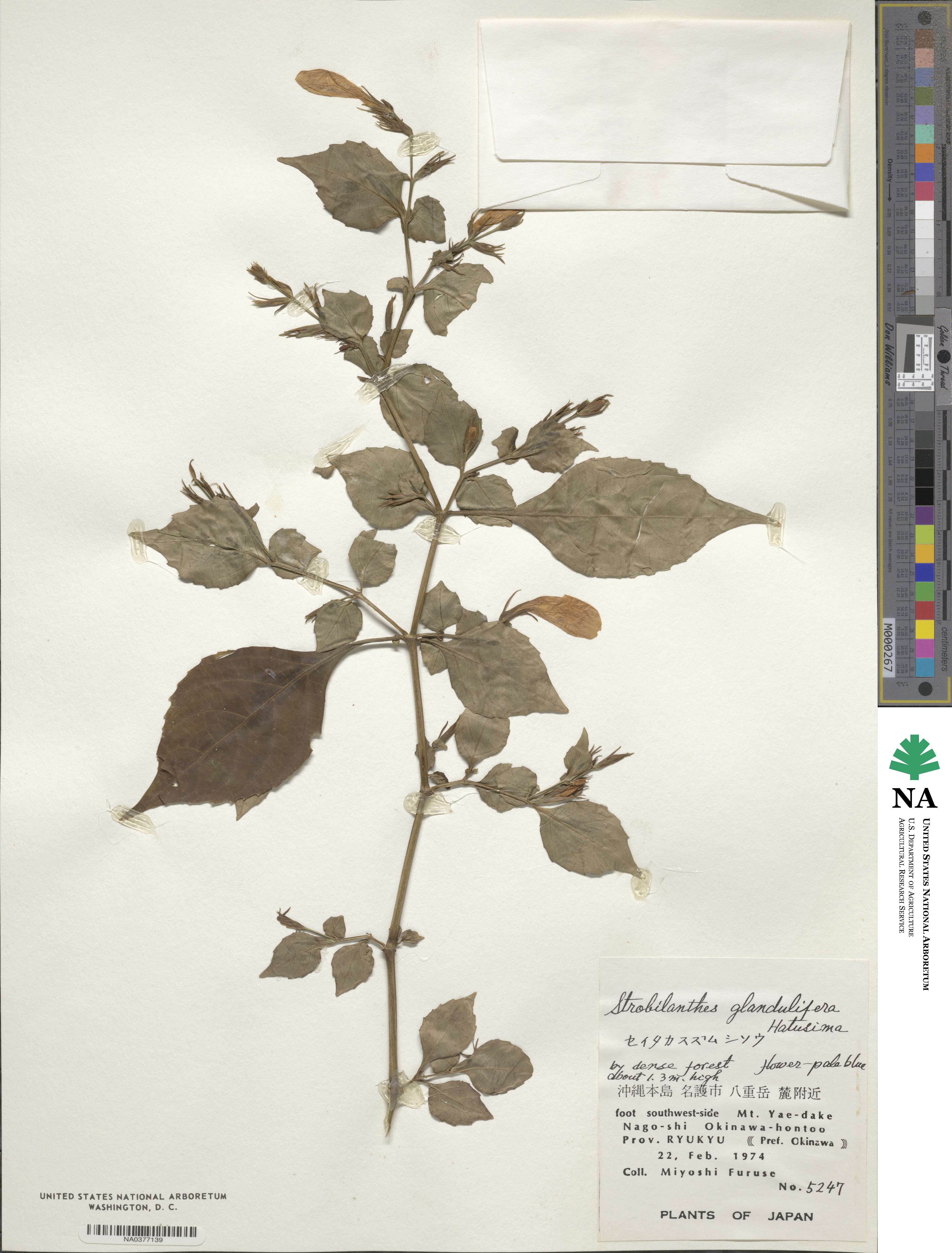 Strobilanthes glandulifera image