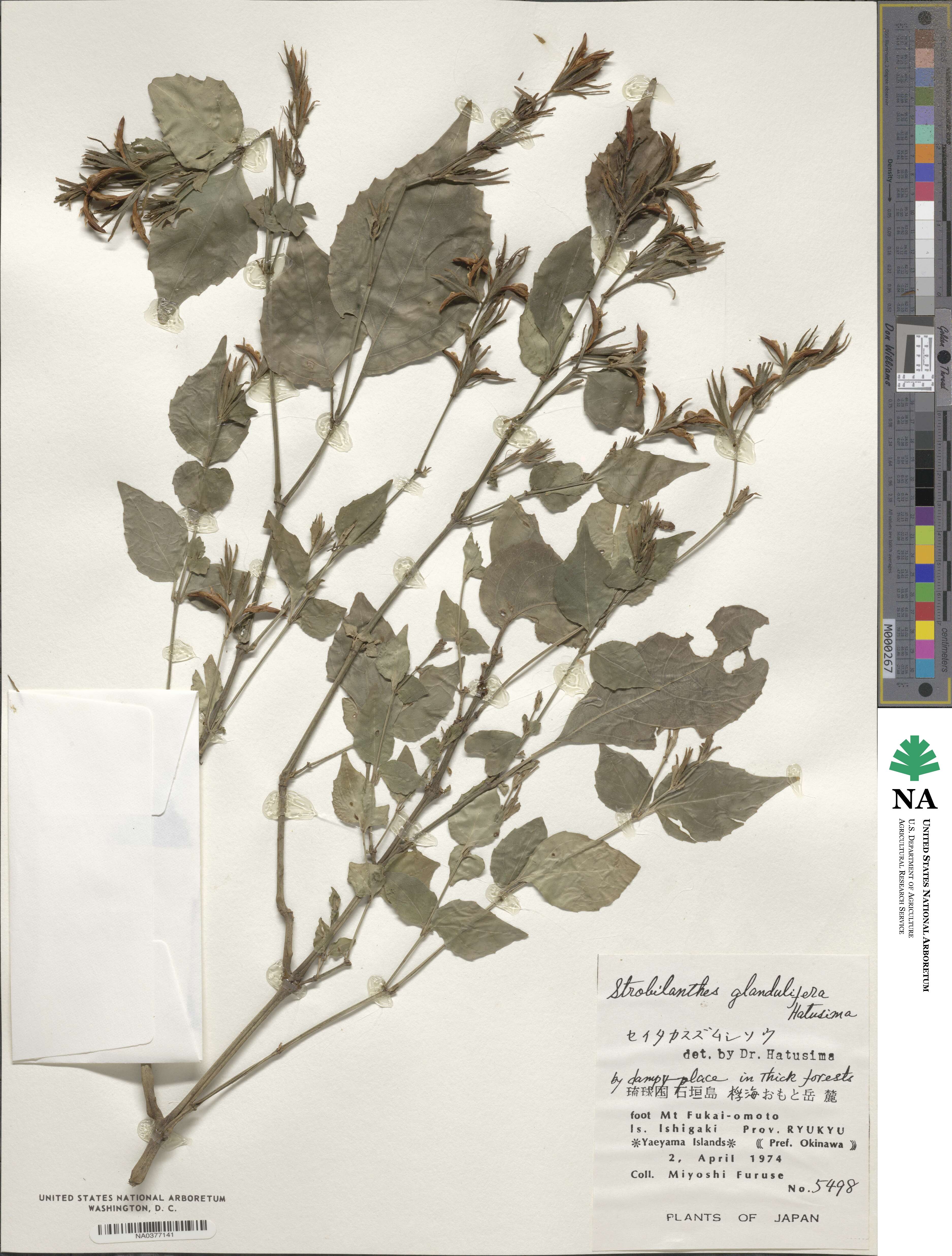 Strobilanthes glandulifera image