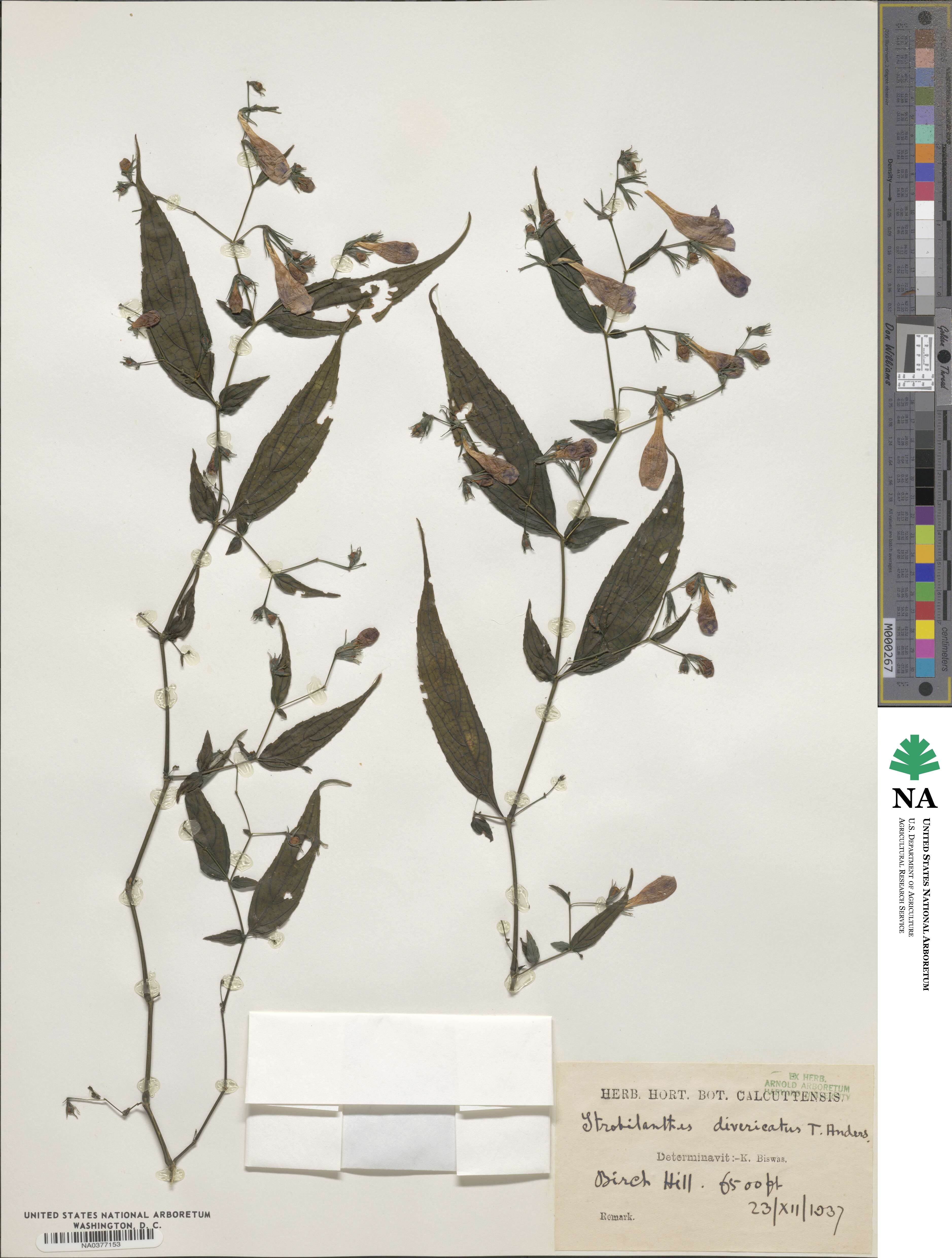 Strobilanthes divaricatus image