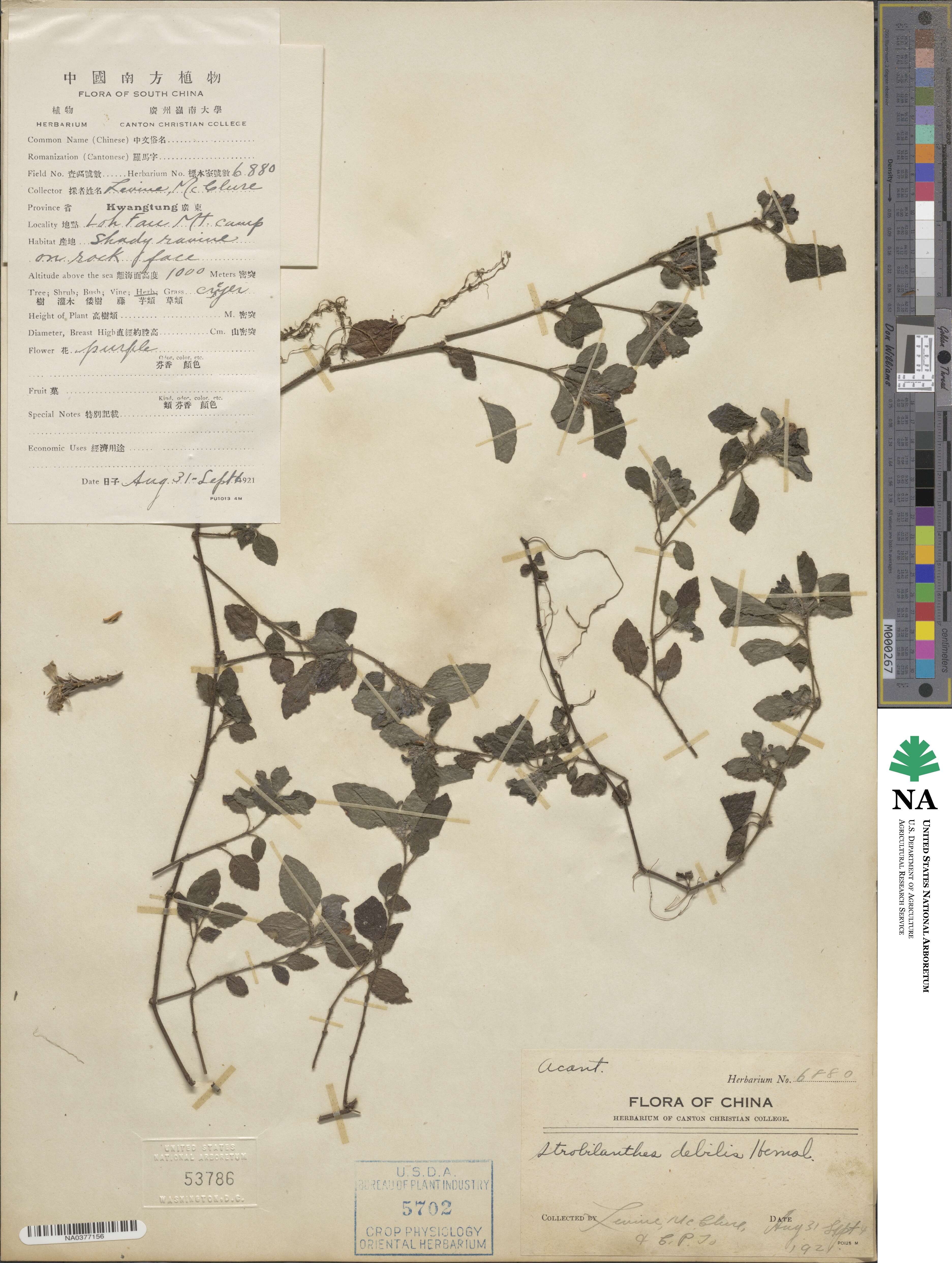 Strobilanthes debilis image