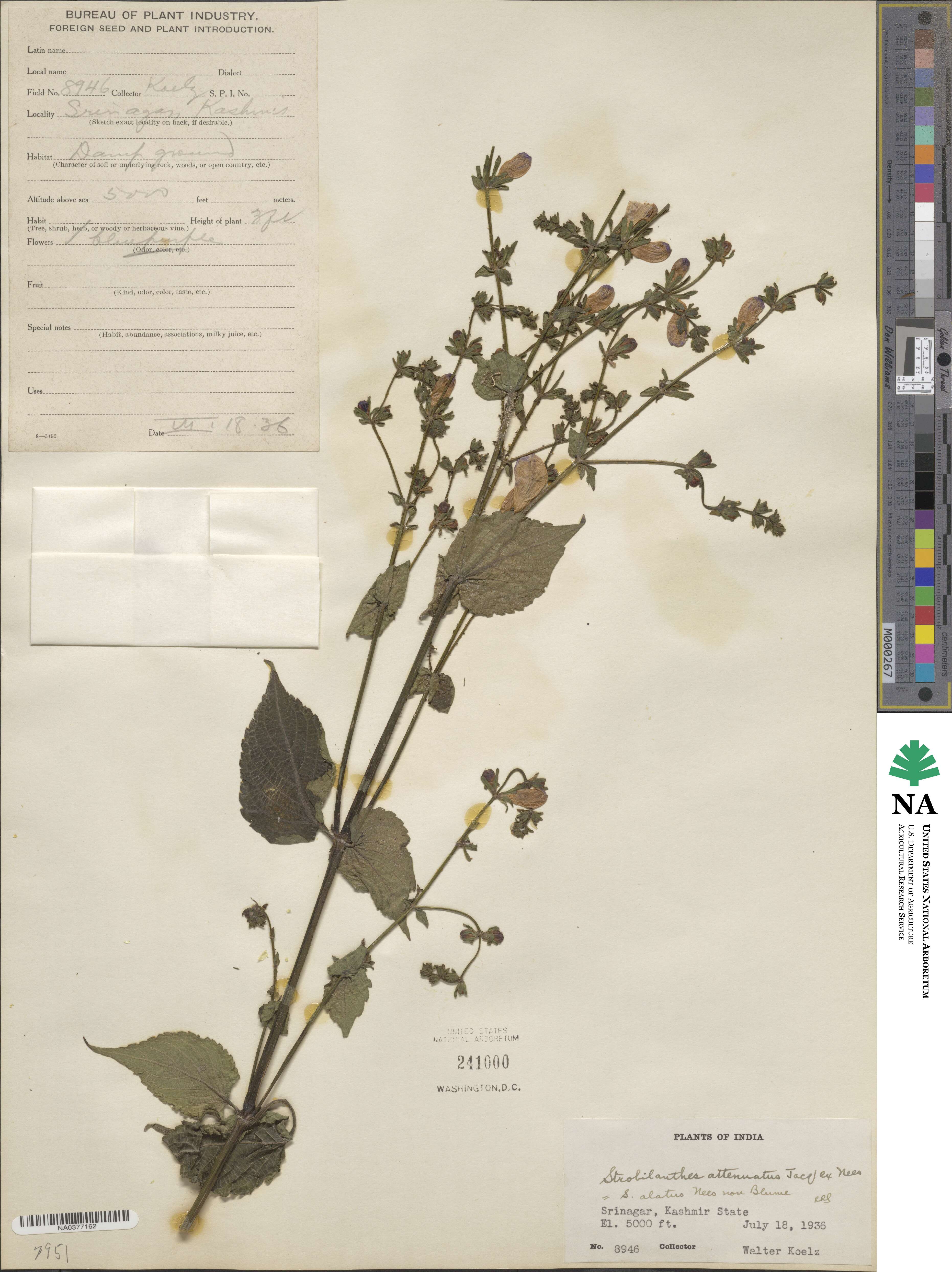 Strobilanthes attenuata image