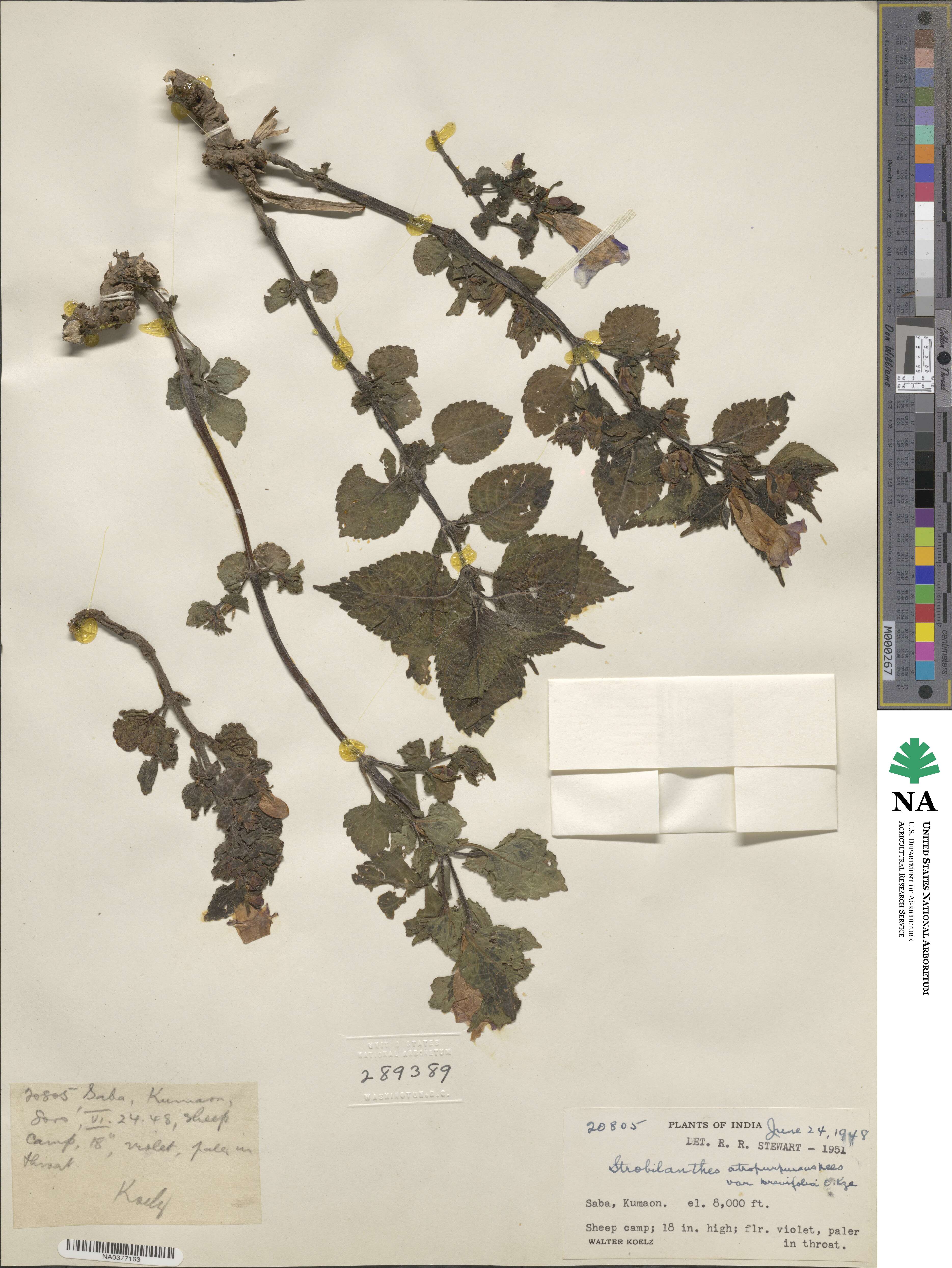 Strobilanthes atropurpurea image