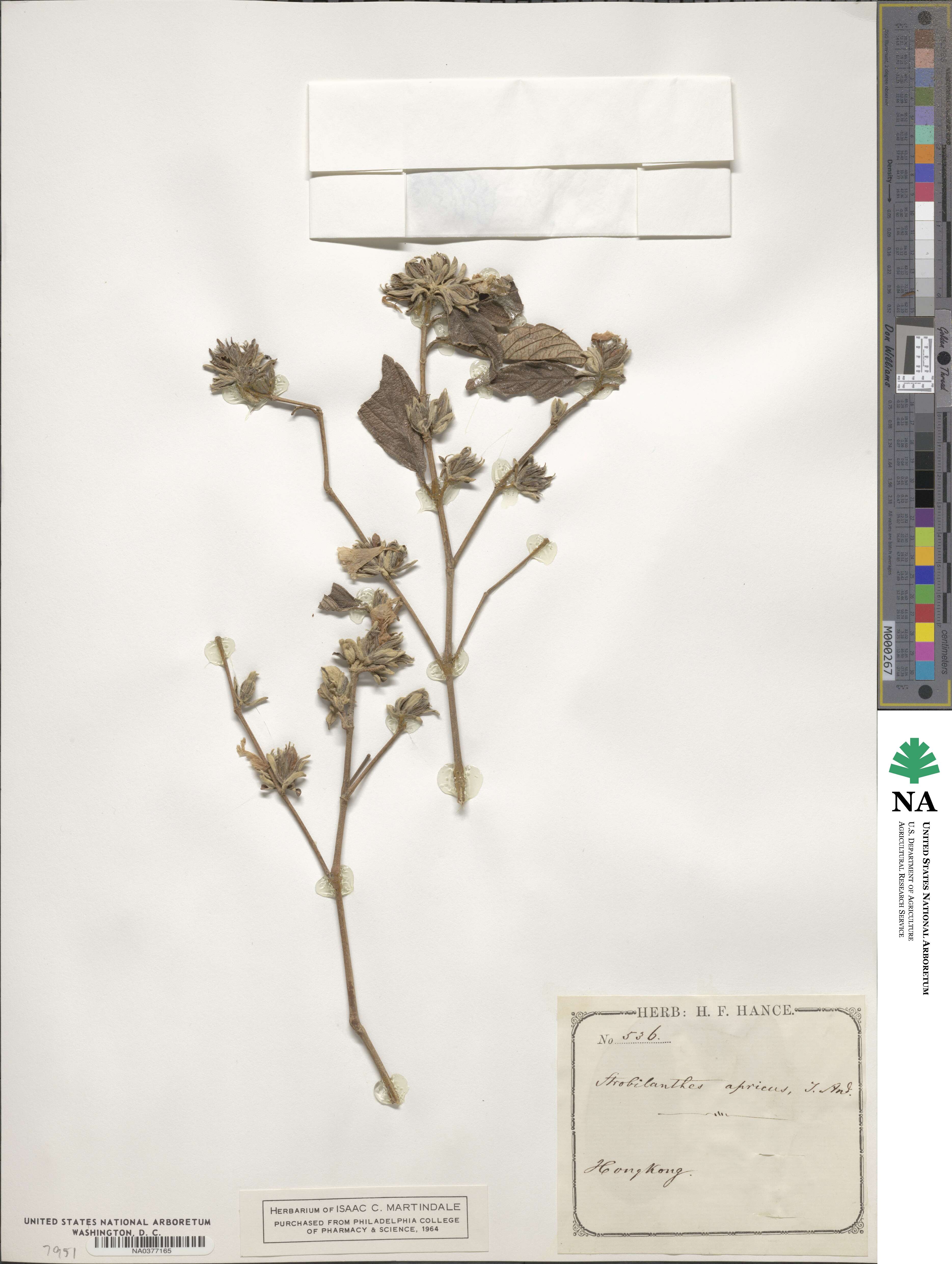 Strobilanthes apricus image