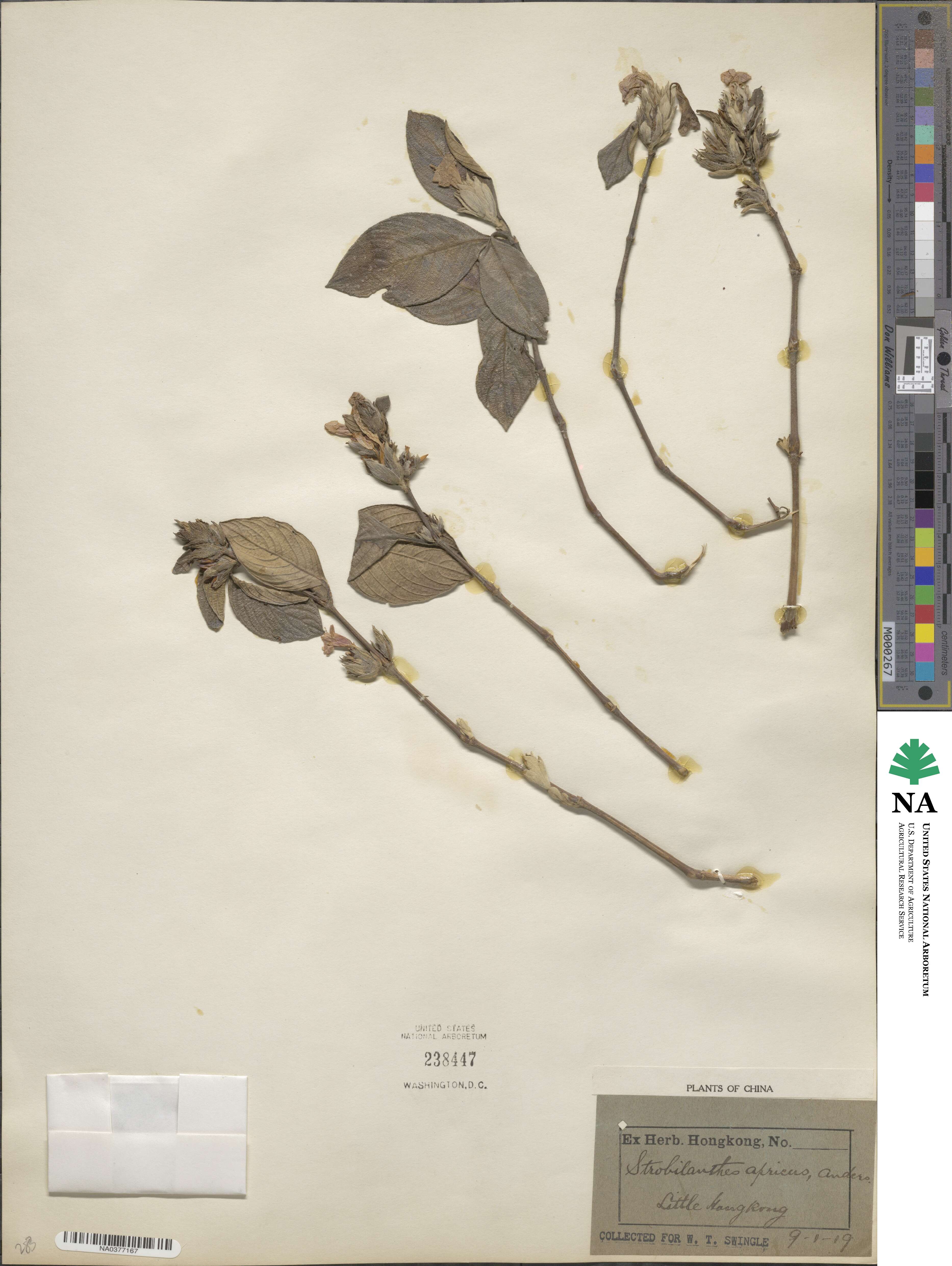 Strobilanthes apricus image