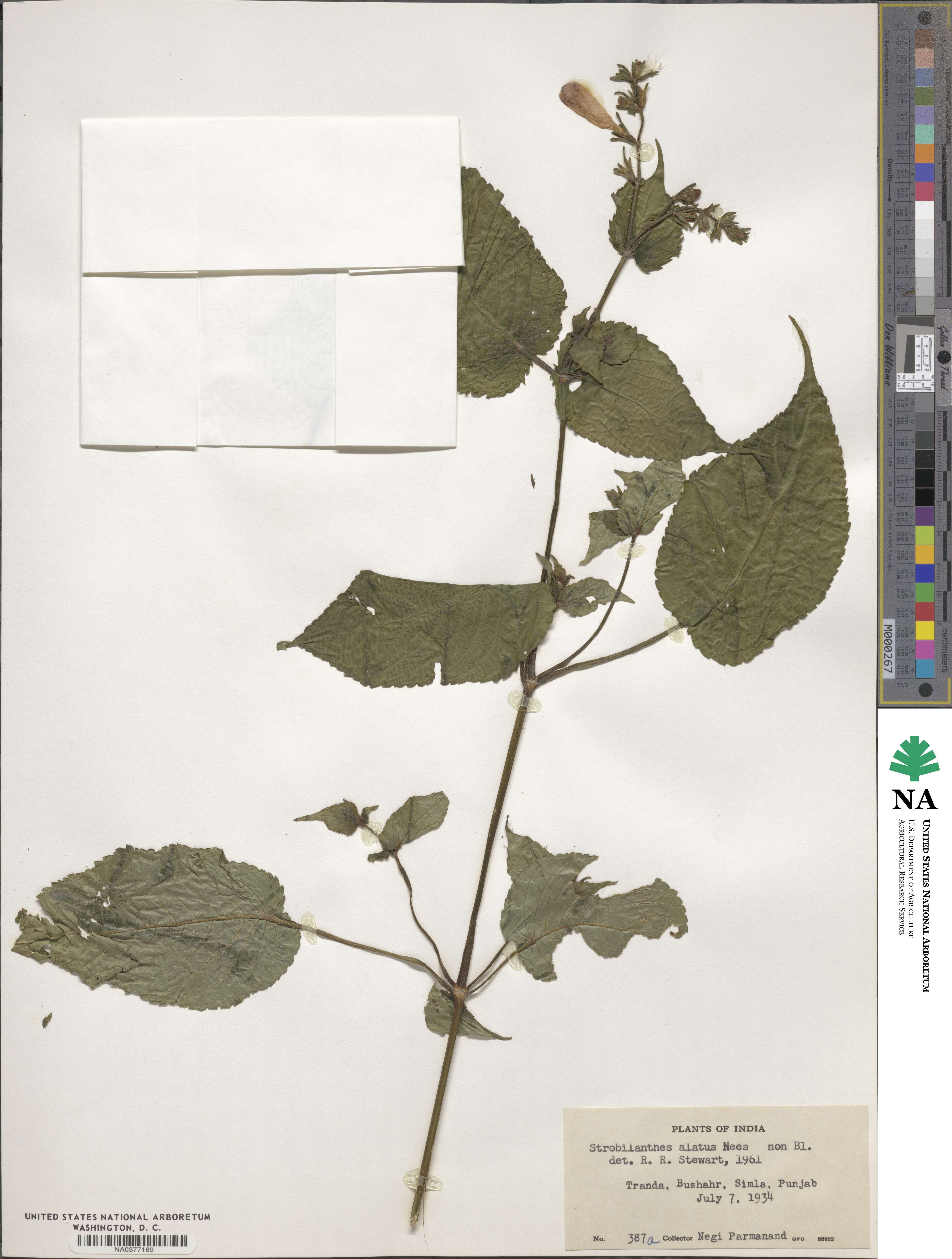 Strobilanthes attenuata subsp. attenuata image