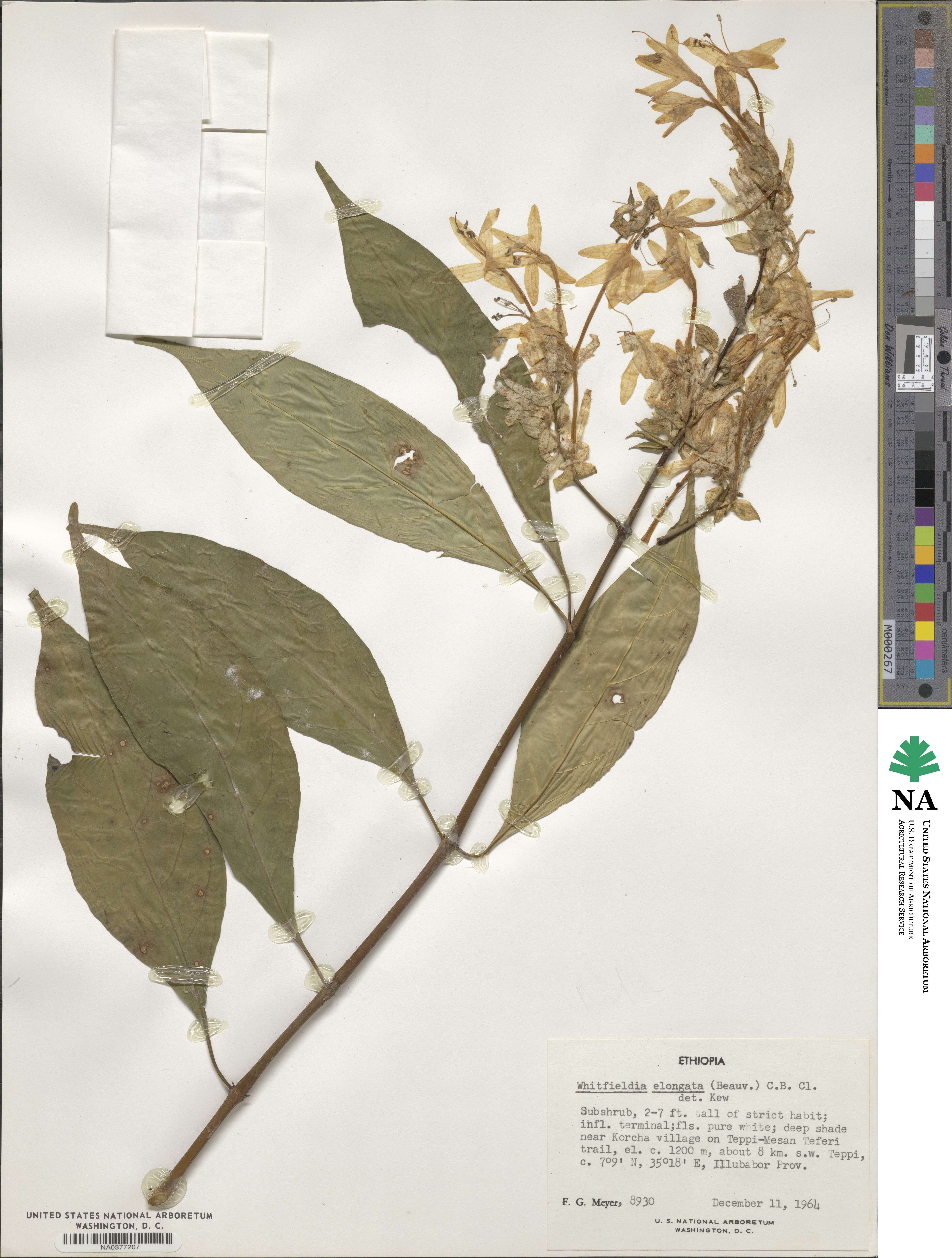 Whitfieldia elongata image
