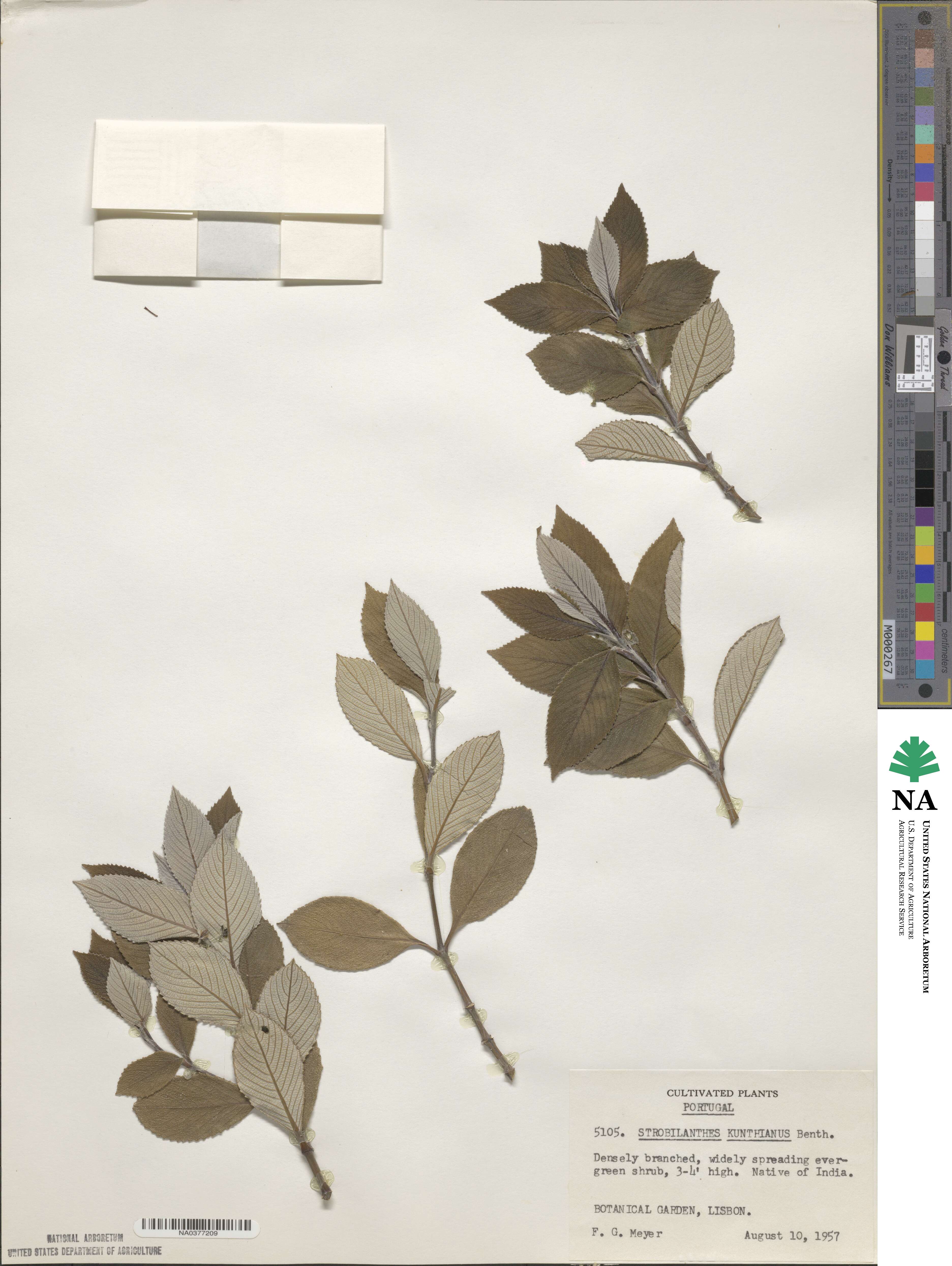 Strobilanthes kunthianus image