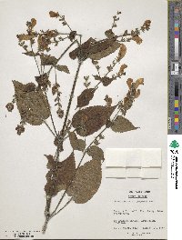 Image of Strobilanthes atropurpureus