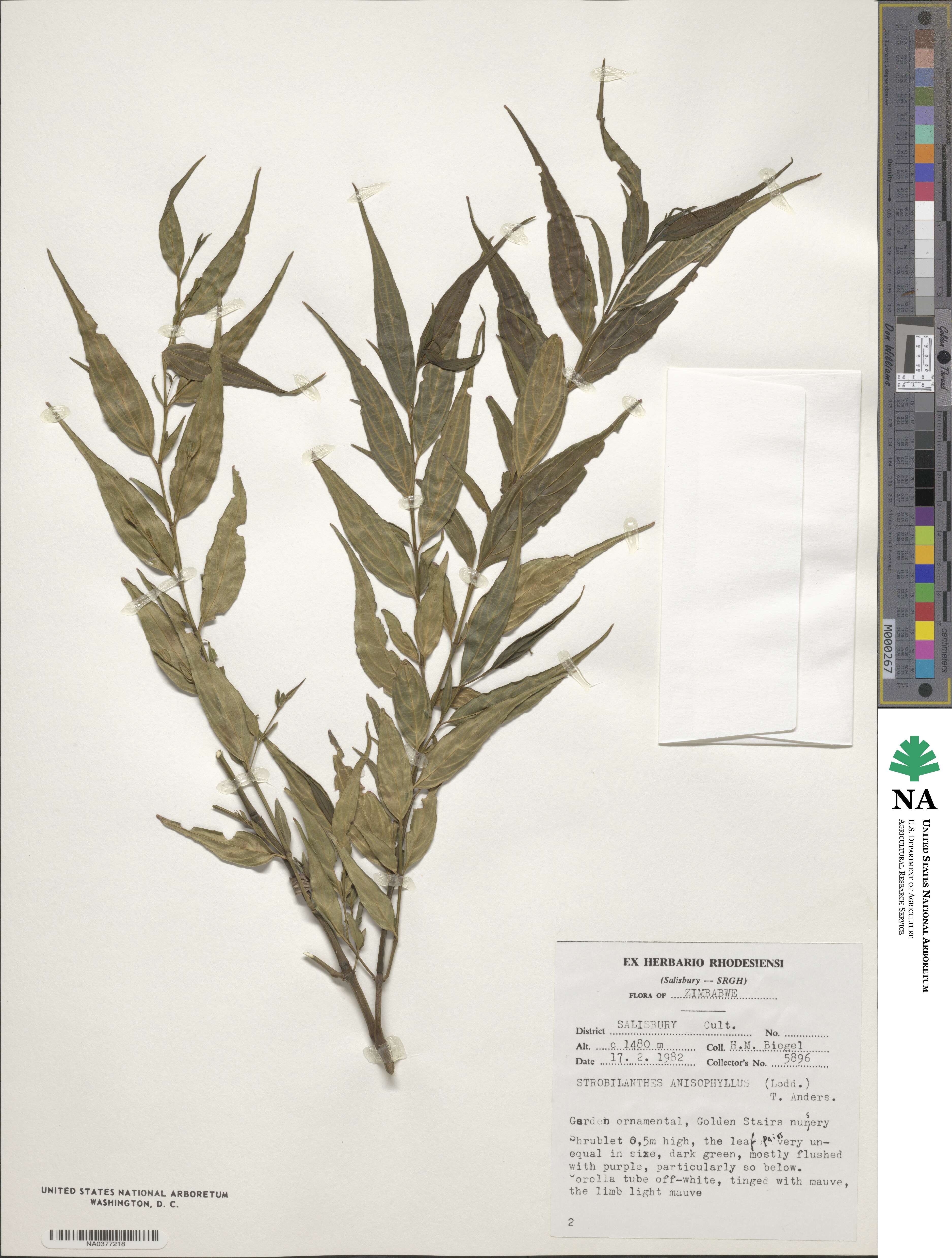 Strobilanthes anisophylla image