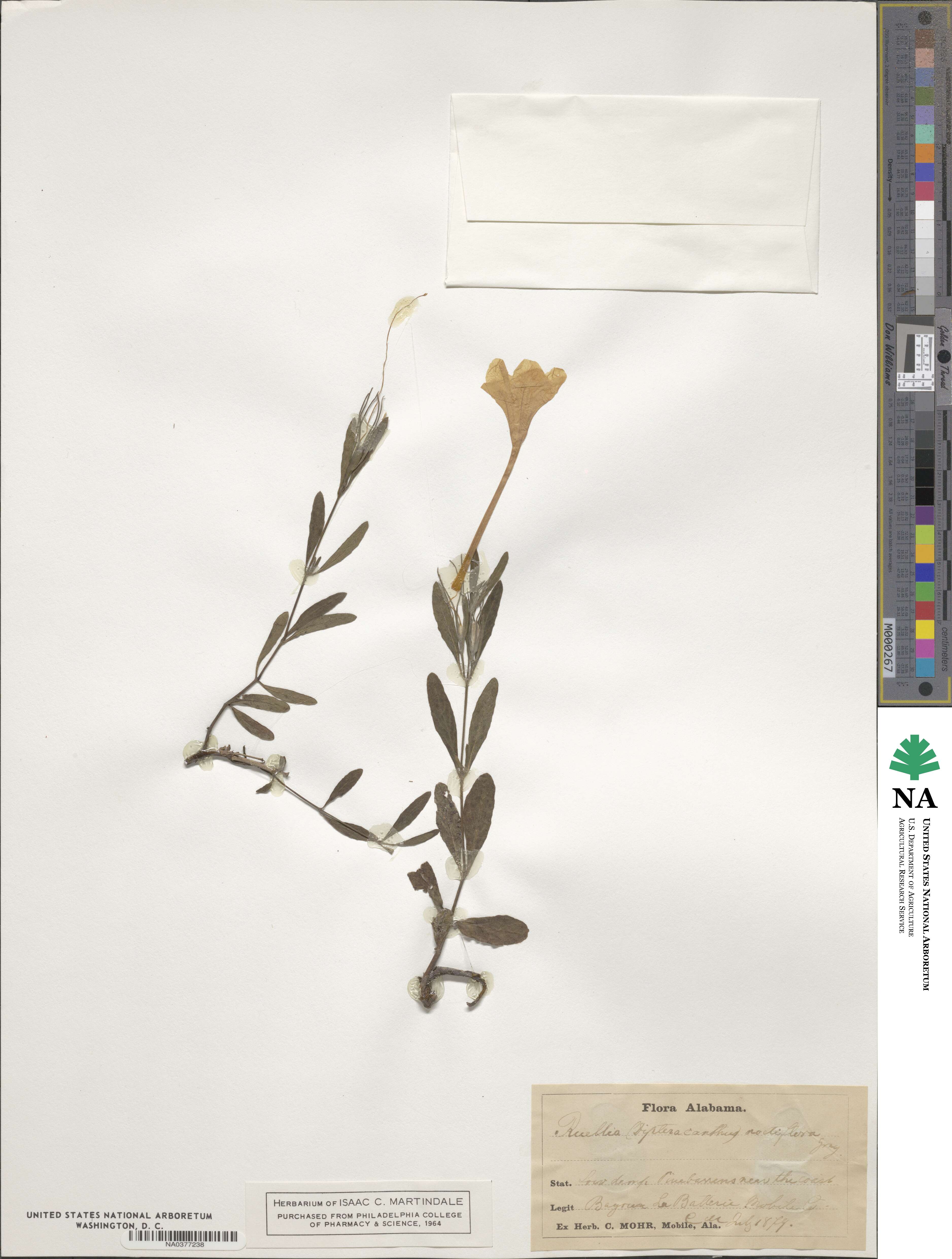 Ruellia noctiflora image
