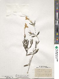 Ruellia noctiflora image