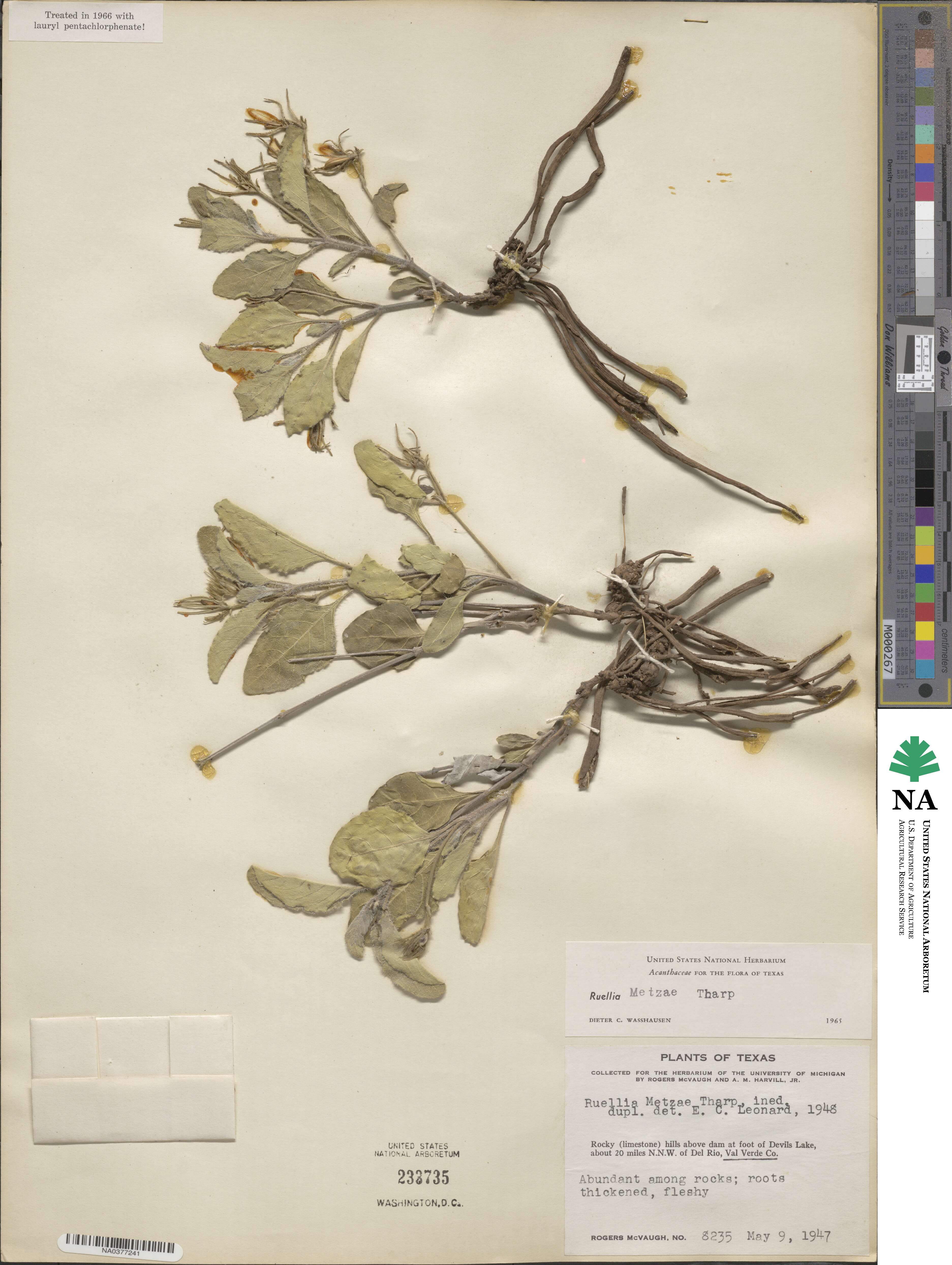 Ruellia metzae image