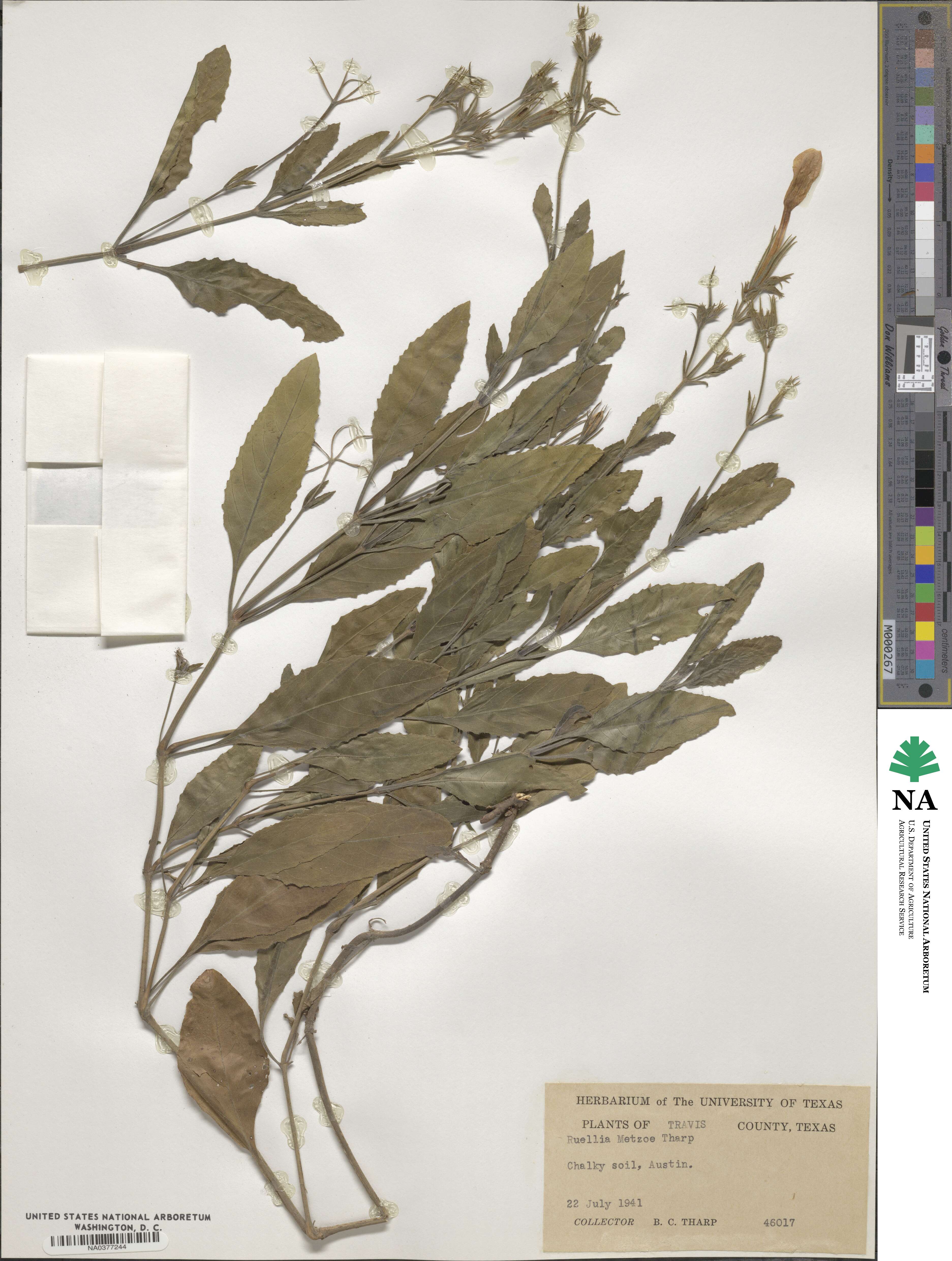 Ruellia metzae image