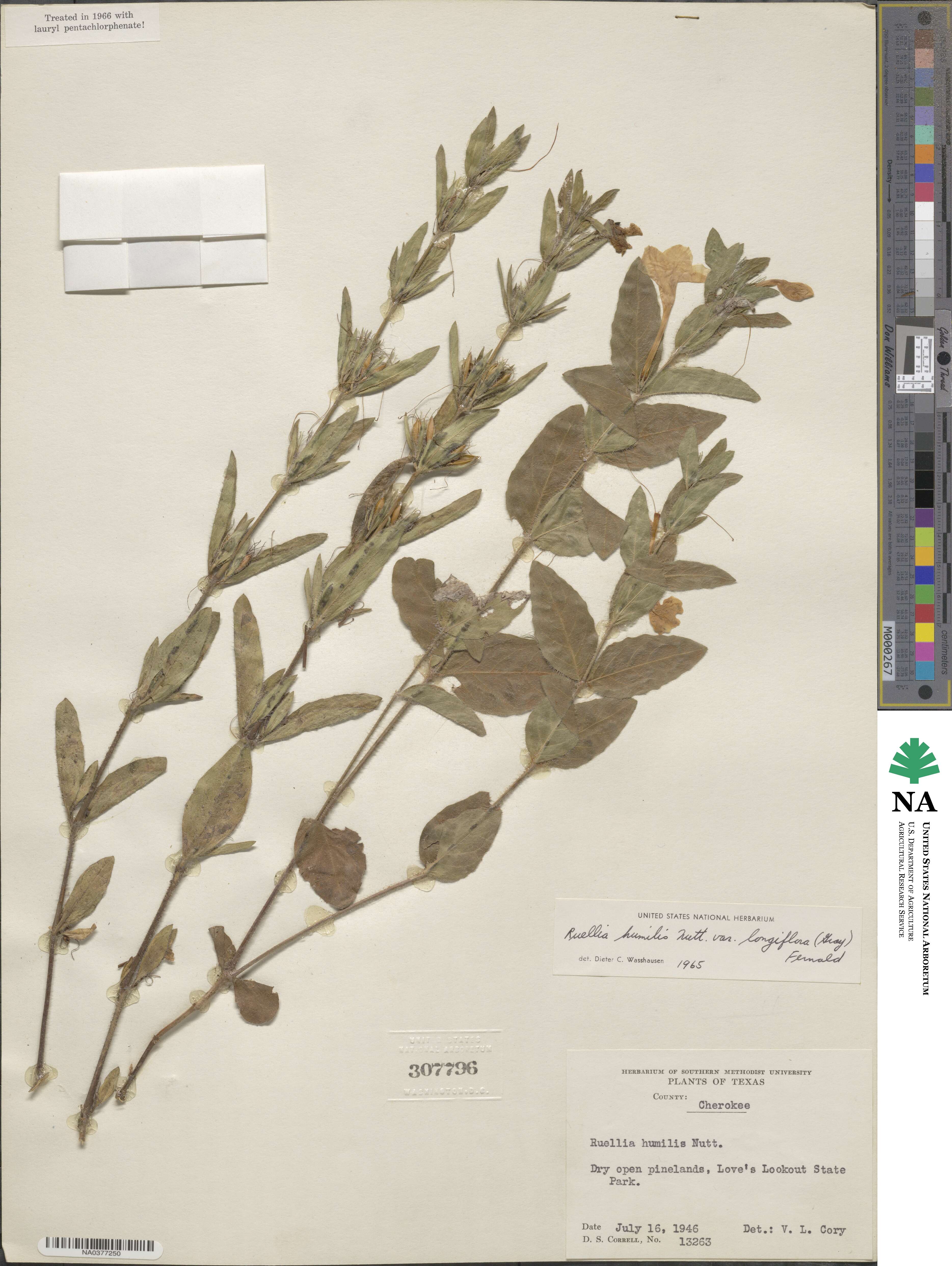 Ruellia humilis image